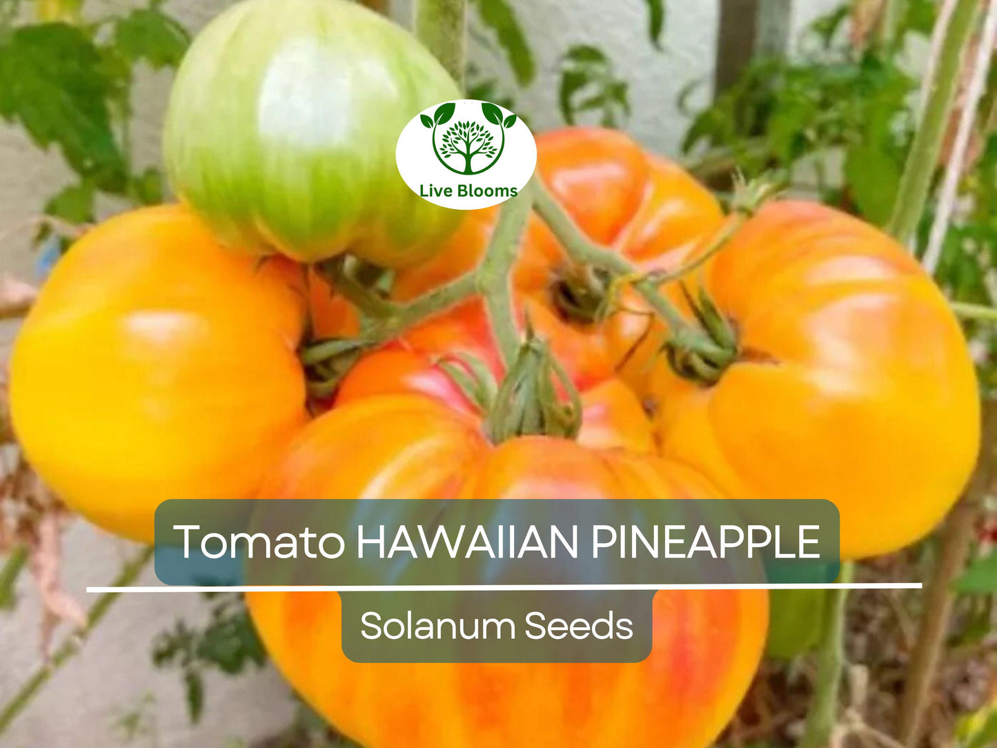 30 Hawaiian Pineapple Tomato Seeds – Heirloom Beefsteak, Sweet Bicolor, Indeterminate, Non-GMO