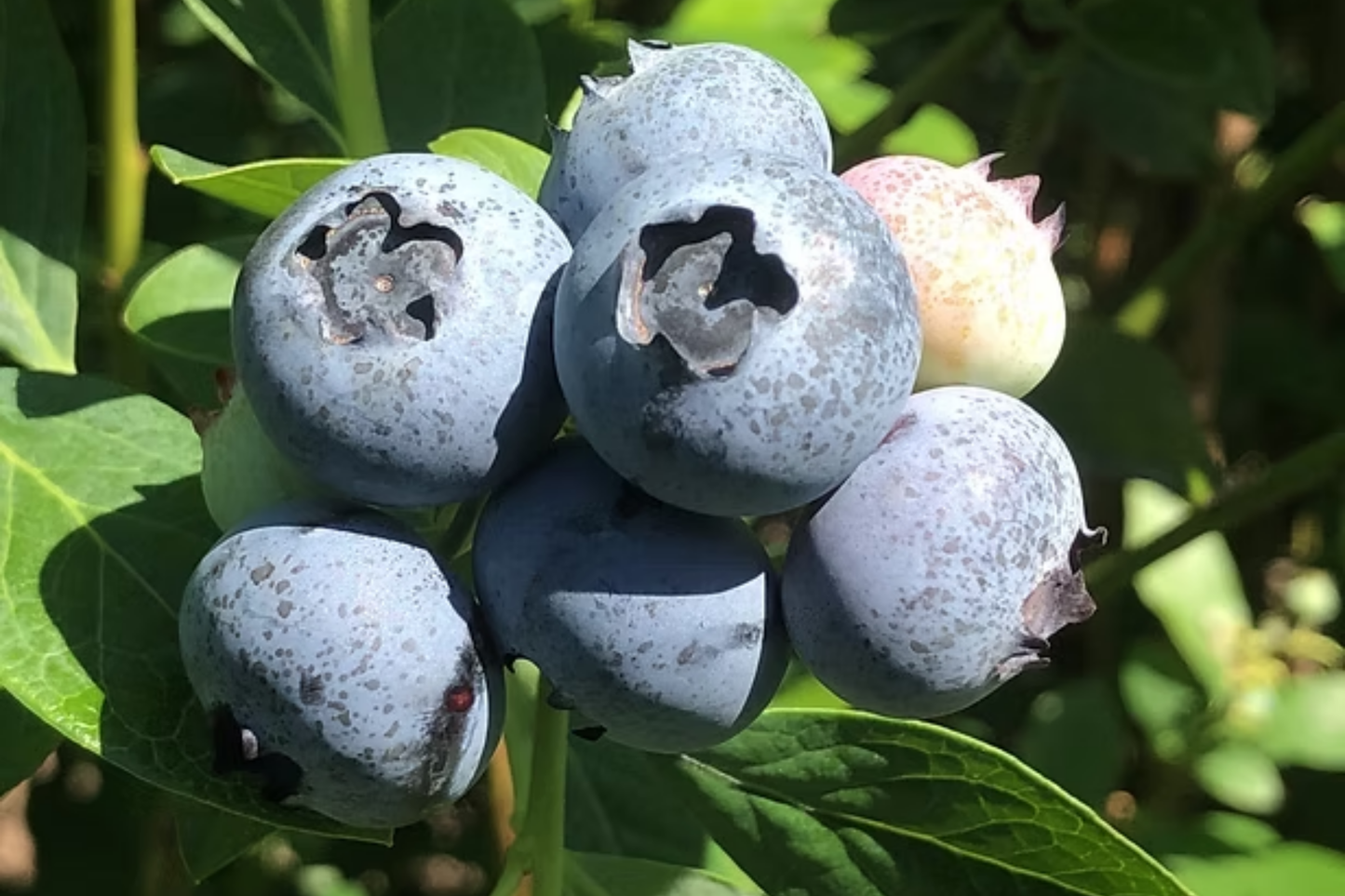 Huckleberry Seeds - Meadowlark Variety - Edible Flower Seeds - Non-GMO Vaccinium membranaceum - Pack of 125/300/500