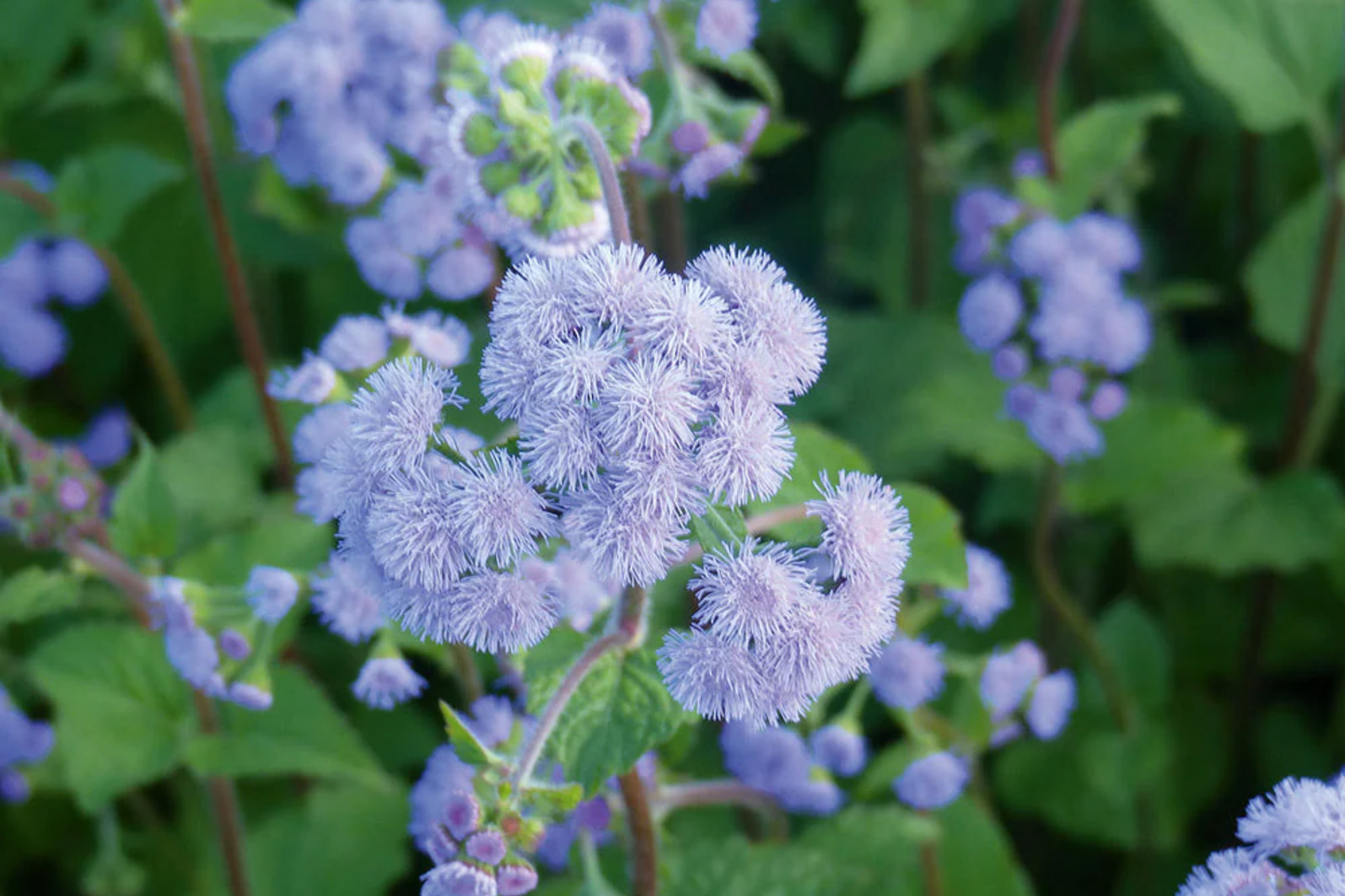 Ageratum Seeds - Blue Horizon Annual Flower Seeds for Garden, 150 Seeds, Ageratum houstonianum