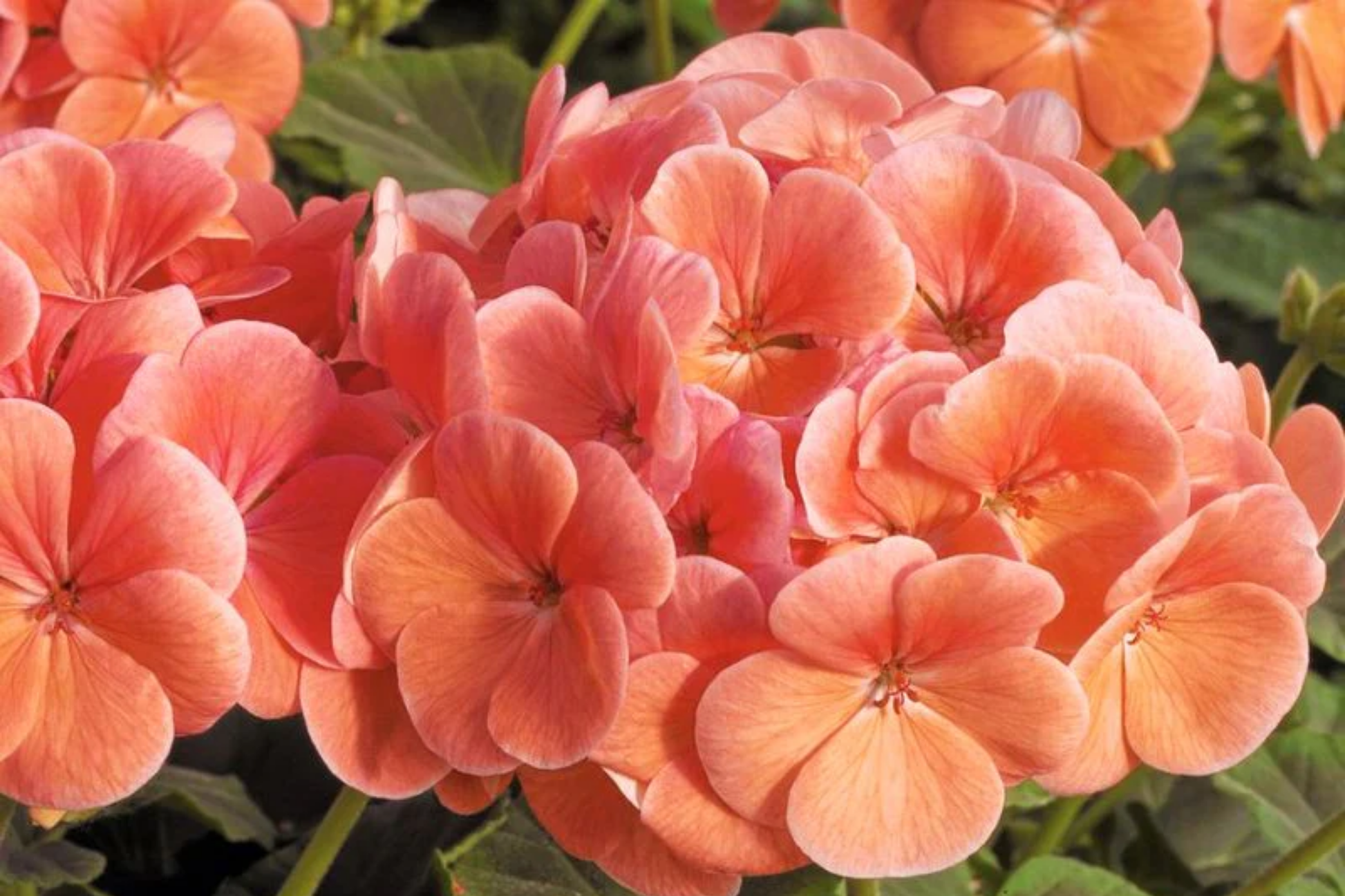 Geranium Seeds - 100+ Peachy Keen Fragrant Pelargonium x hortorum for Gardens & Containers