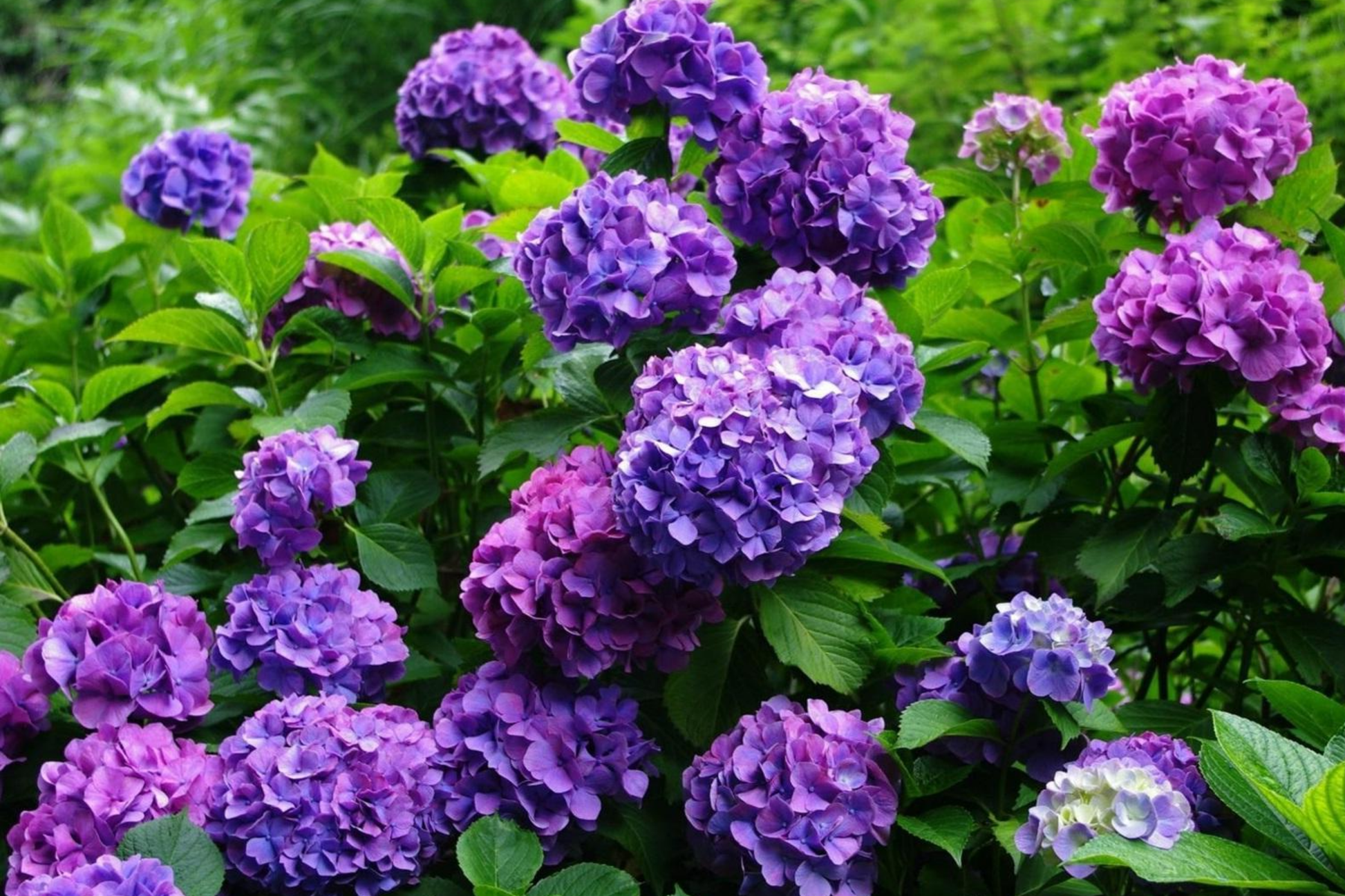 Royal Dream Hydrangea Seeds - Non-GMO Flower Seeds for Blue, Pink, Lavender Blooms - Hydrangea macrophylla, Perennial Garden Plant