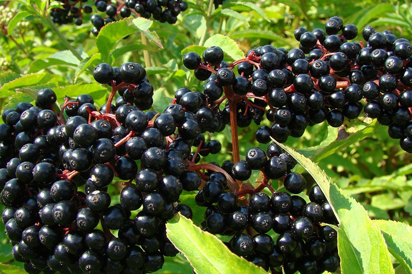 Elderberry Seeds Pack - Non-GMO Sambucus nigra Var. canadensis - 175 or 450 Seeds for Garden, Berry, and Pollinator Plants