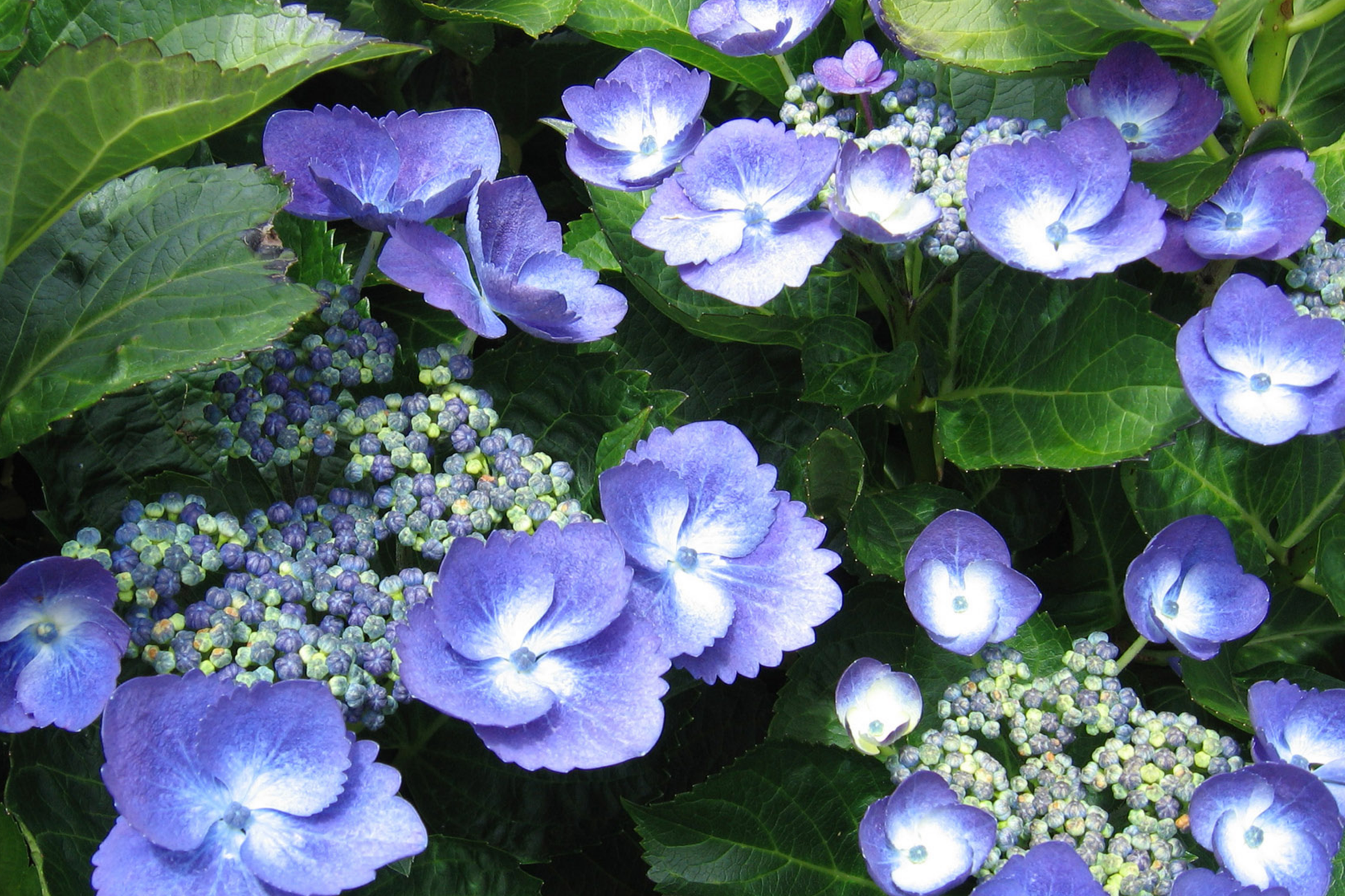 Nocturnal Nebula Hydrangea Seeds - Non-GMO Flower Seeds for Vibrant Blooms, Hydrangea macrophylla, Packaged Seed Count Options