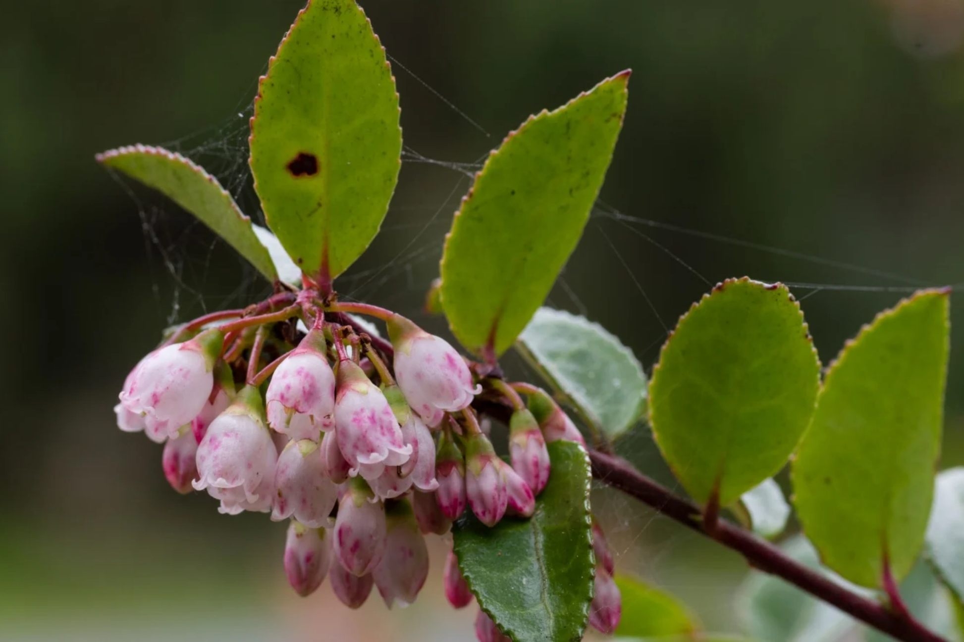 Woodland Huckleberry Seeds - Non-GMO Edible Berry Plant Vaccinium membranaceum - 125/300/500 Seeds