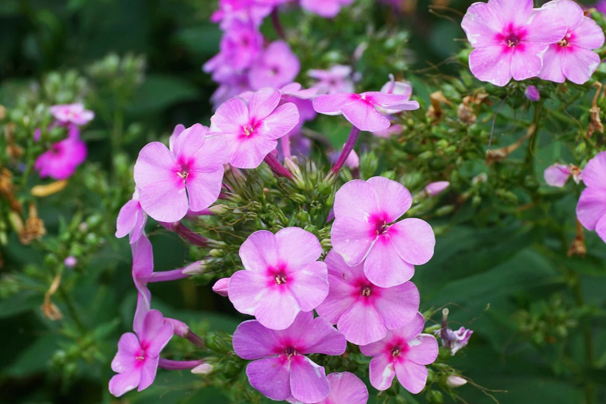 Brilliant Phlox Seeds | Pink Flowers with Dark Centers | Fragrant Annual | Phlox drummondii | Pollinator Magnet