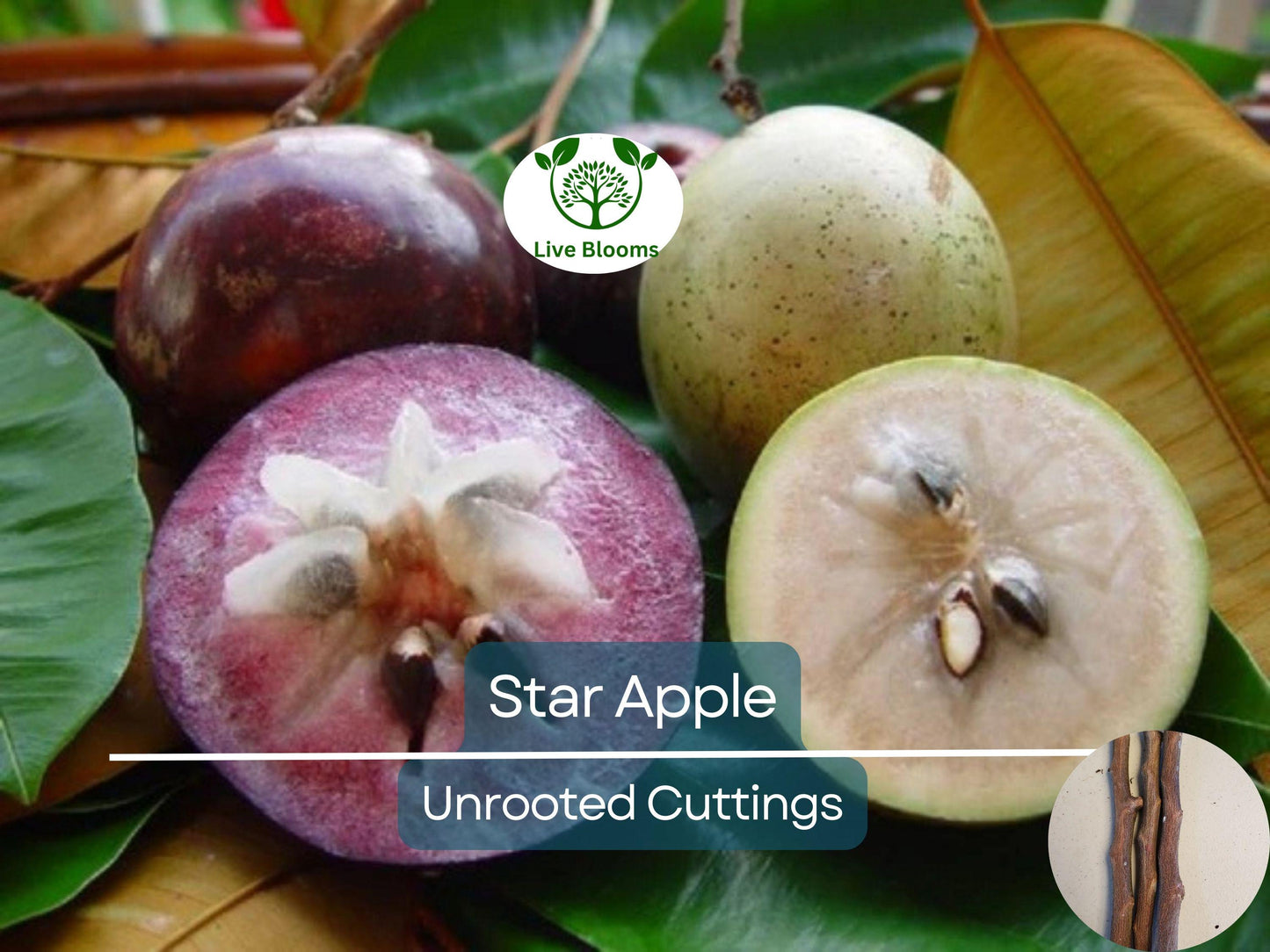 4 Star Apple 5-6" Unrooted Cutting for Grafting – Tropical Fruit Tree Annona sp.