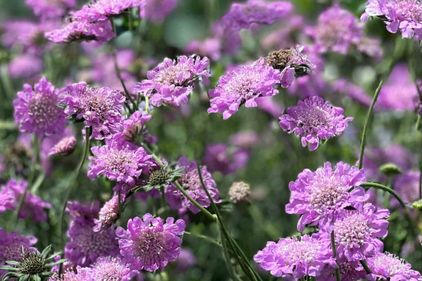 Pink Mist Scabiosa Seeds, Annual Flower, Soft Pink Blooms, Scabiosa columbaria, Garden Border, Container Planting