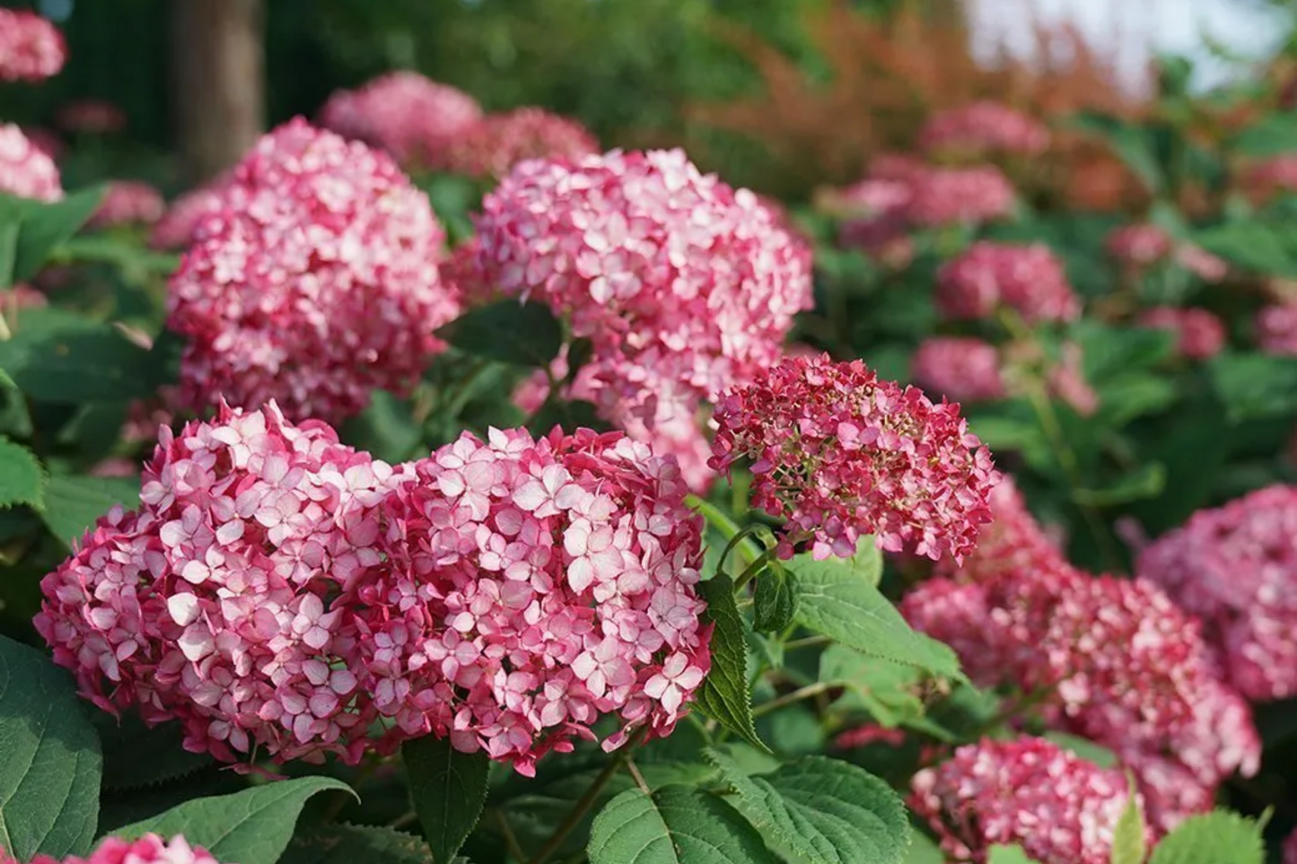 Hydrangea macrophylla Seeds - Ruby Riches Flower Seeds, Non-GMO, Summer Bloom, 85 or 250 Seeds