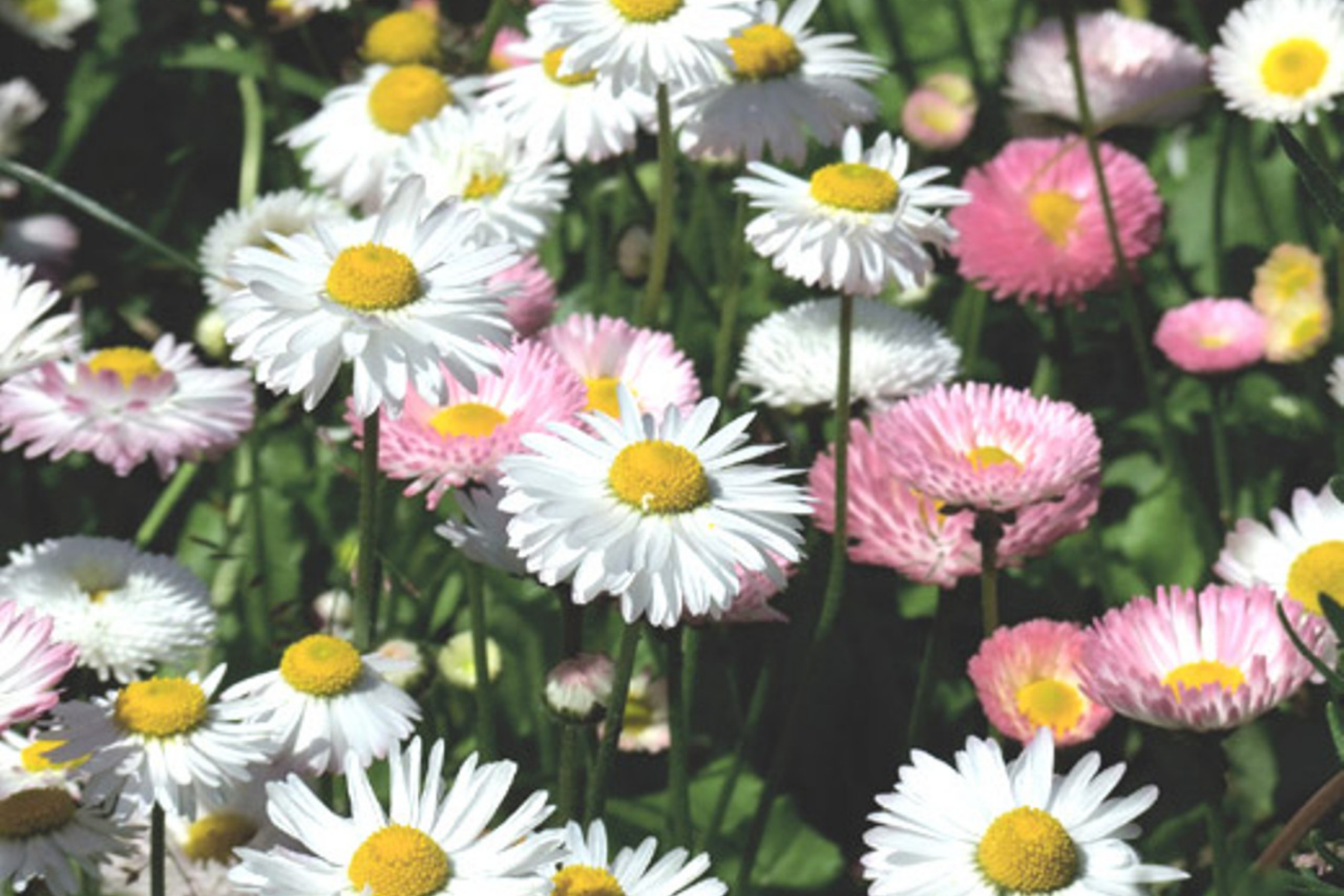 Daisy Seeds, Over 125 Seeds, Annual Flower Seeds for Garden, Bellis perennis, Colorful White and Yellow Flowers