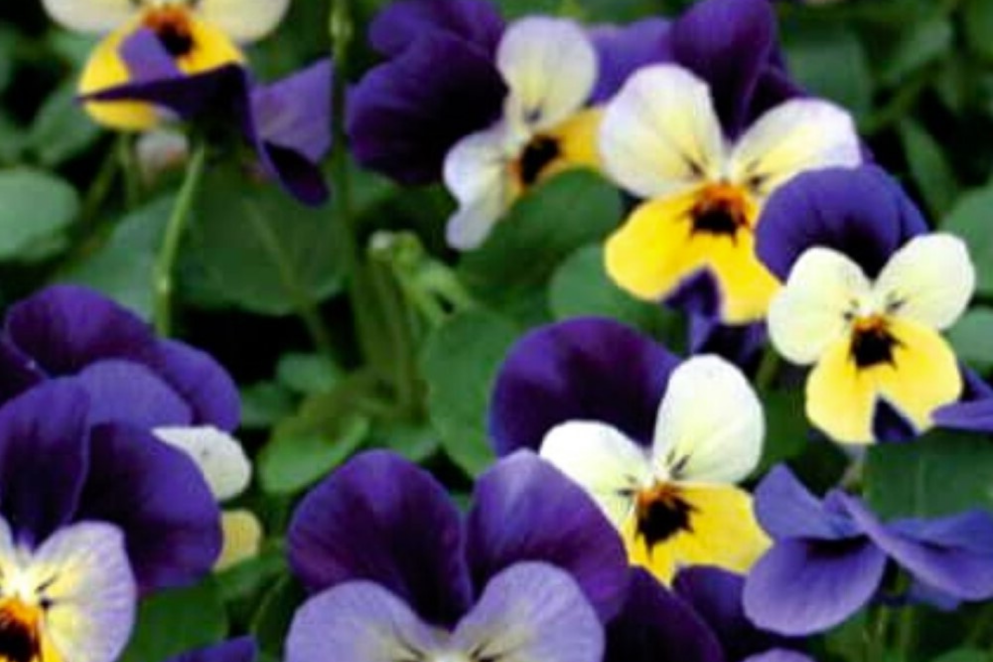 Pansy Seeds Packet – 150 Non-GMO Viola tricolor Seeds for Fragrant, Vibrant Flowers – Easy to Grow for Borders, Containers & Gardens