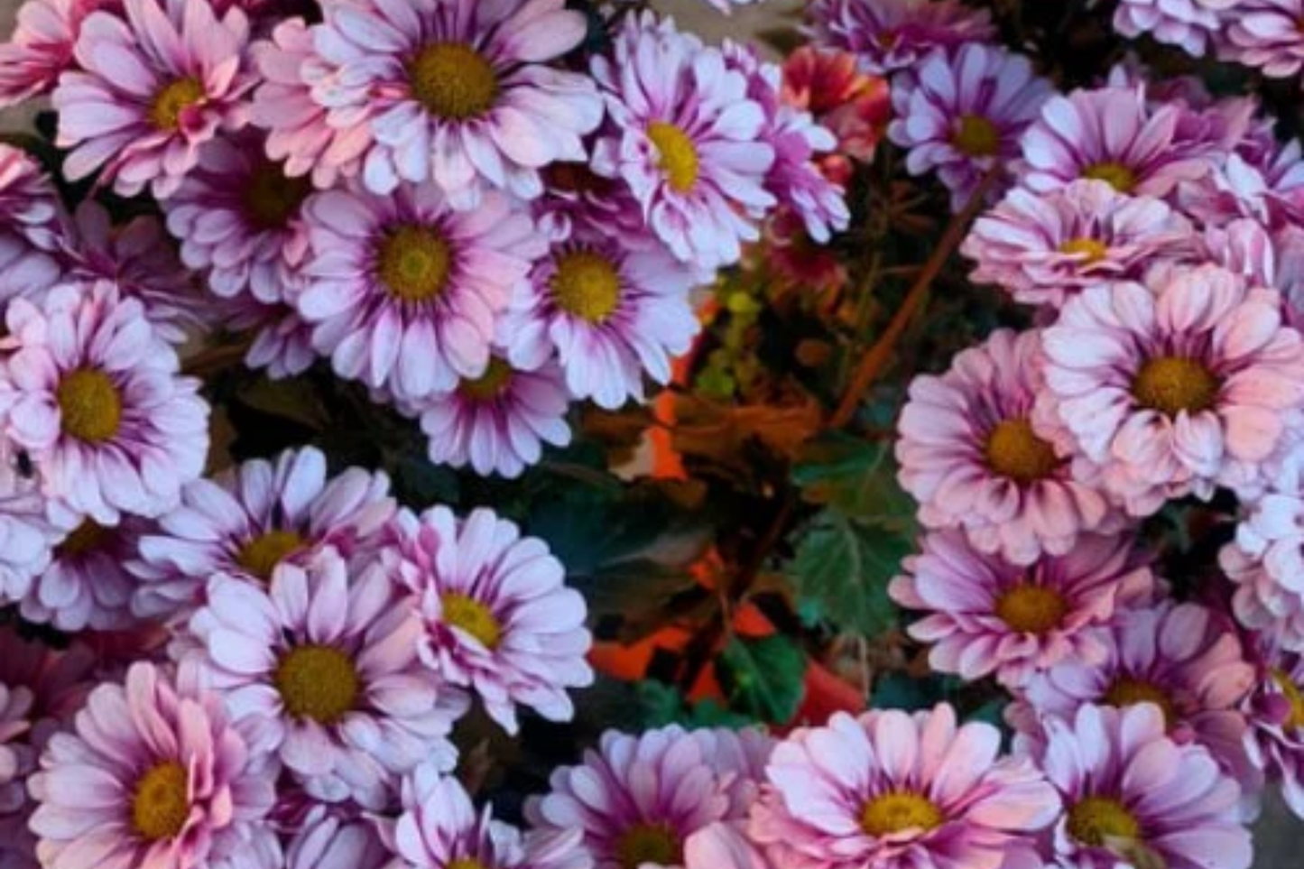Plum Blossom Mum Seeds - 200+ Chrysanthemum morifolium Annual Flower for Gardens, Containers, Borders, Vibrant Blooms