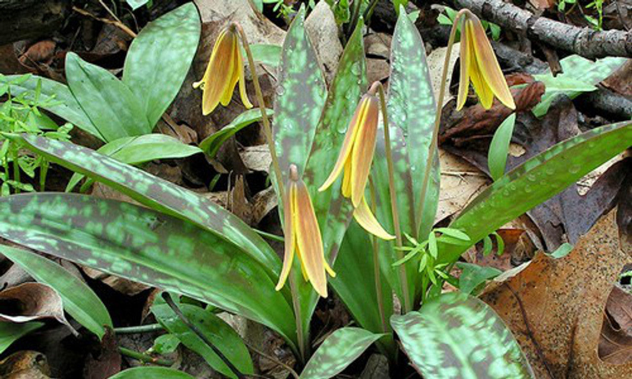 5 Trout Lily Bulbs (Erythronium americanum) | Yellow Dogtooth Violet | Shade Garden Perennial Woodland Wildflower