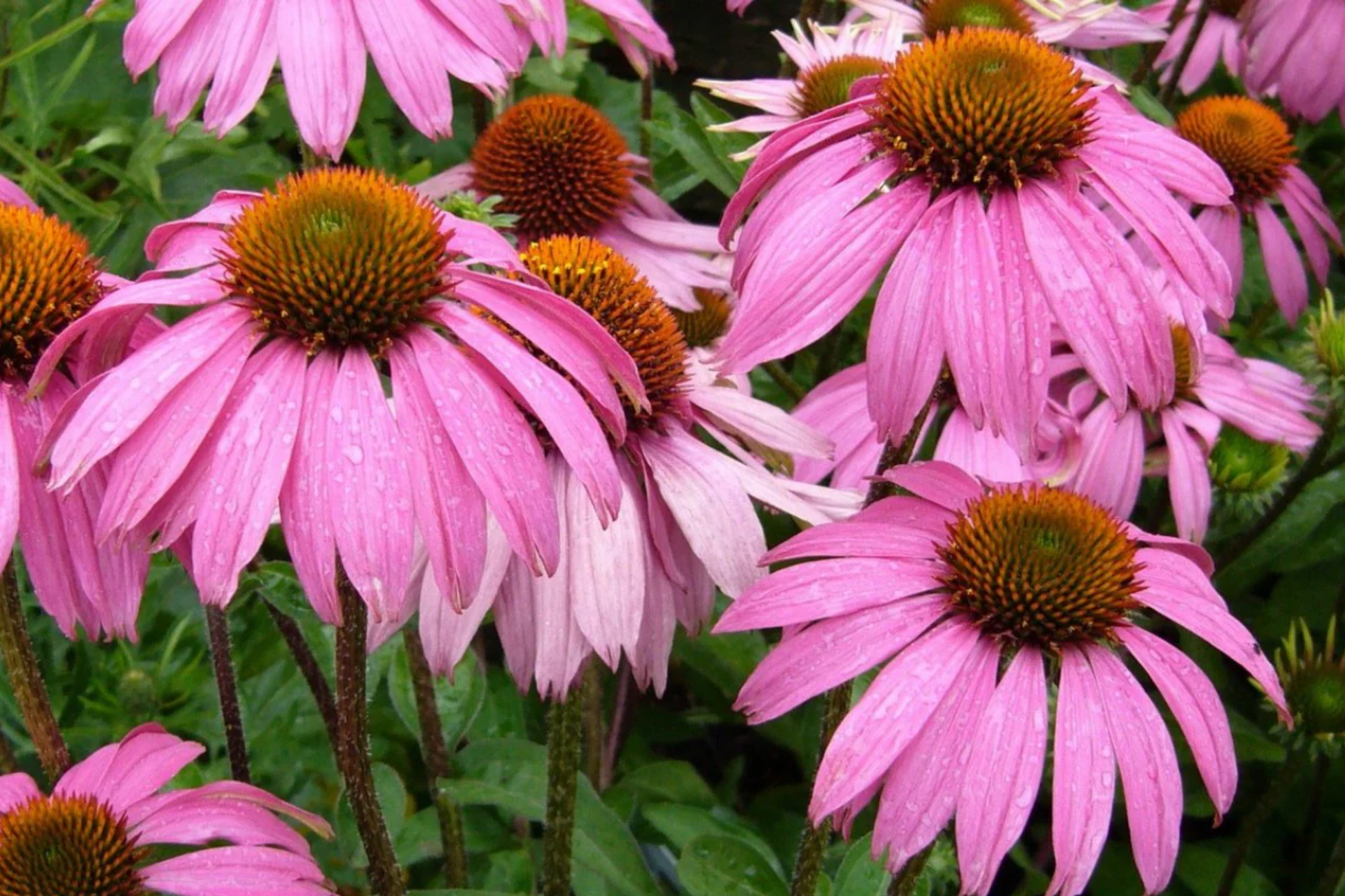 Echinacea Purpurea Coneflower Seeds – 50+ Pack for Flower Beds, Attracts Pollinators, Annual Garden Seeds