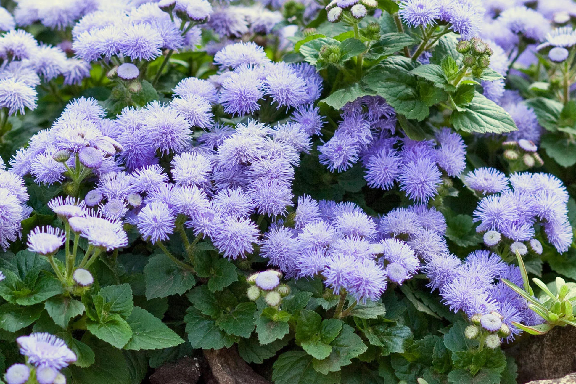Ageratum Seeds 150 Count - Lavender Mist - Annual Flower Seeds for Borders & Containers - Ageratum houstonianum