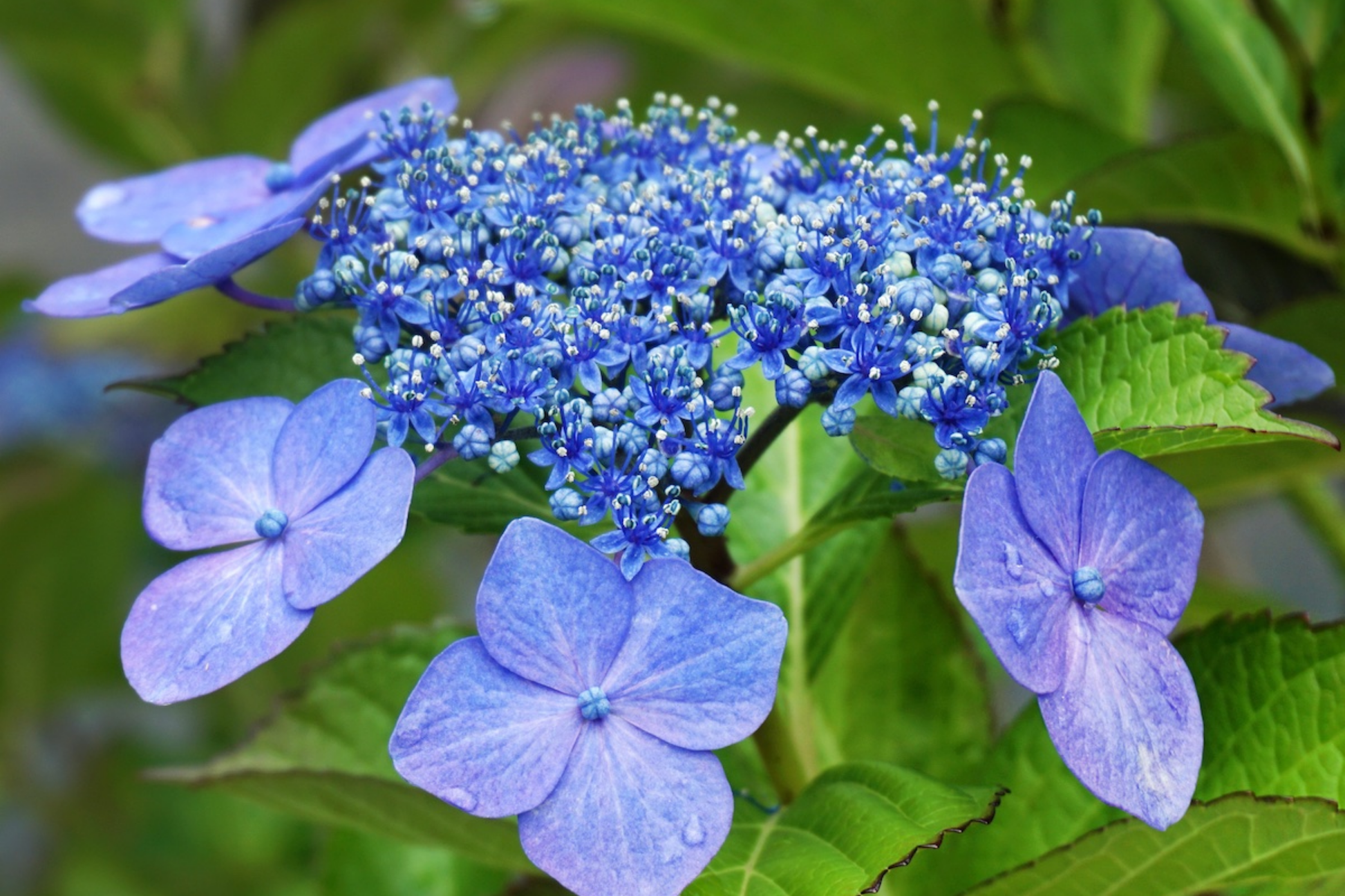 Chiffon Dream Hydrangea Seeds – Non-GMO Flower Seeds for Borders & Containers – Hydrangea macrophylla, Pink to Lavender Blooms, 85 or 250 Seeds