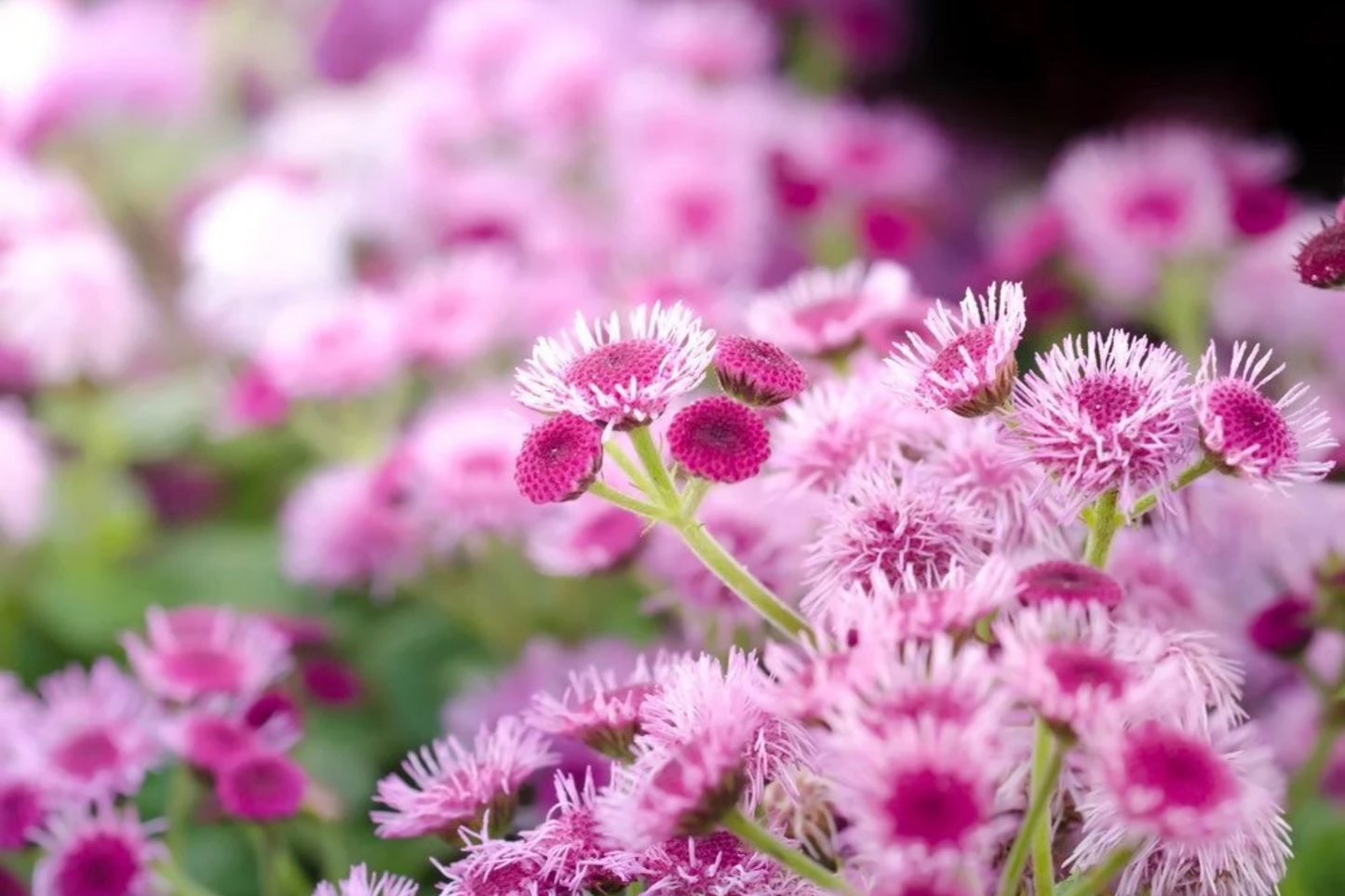 Ageratum Seeds - Pink Mist Annual Flower Seeds for Borders & Containers - Ageratum houstonianum, 150 Pack