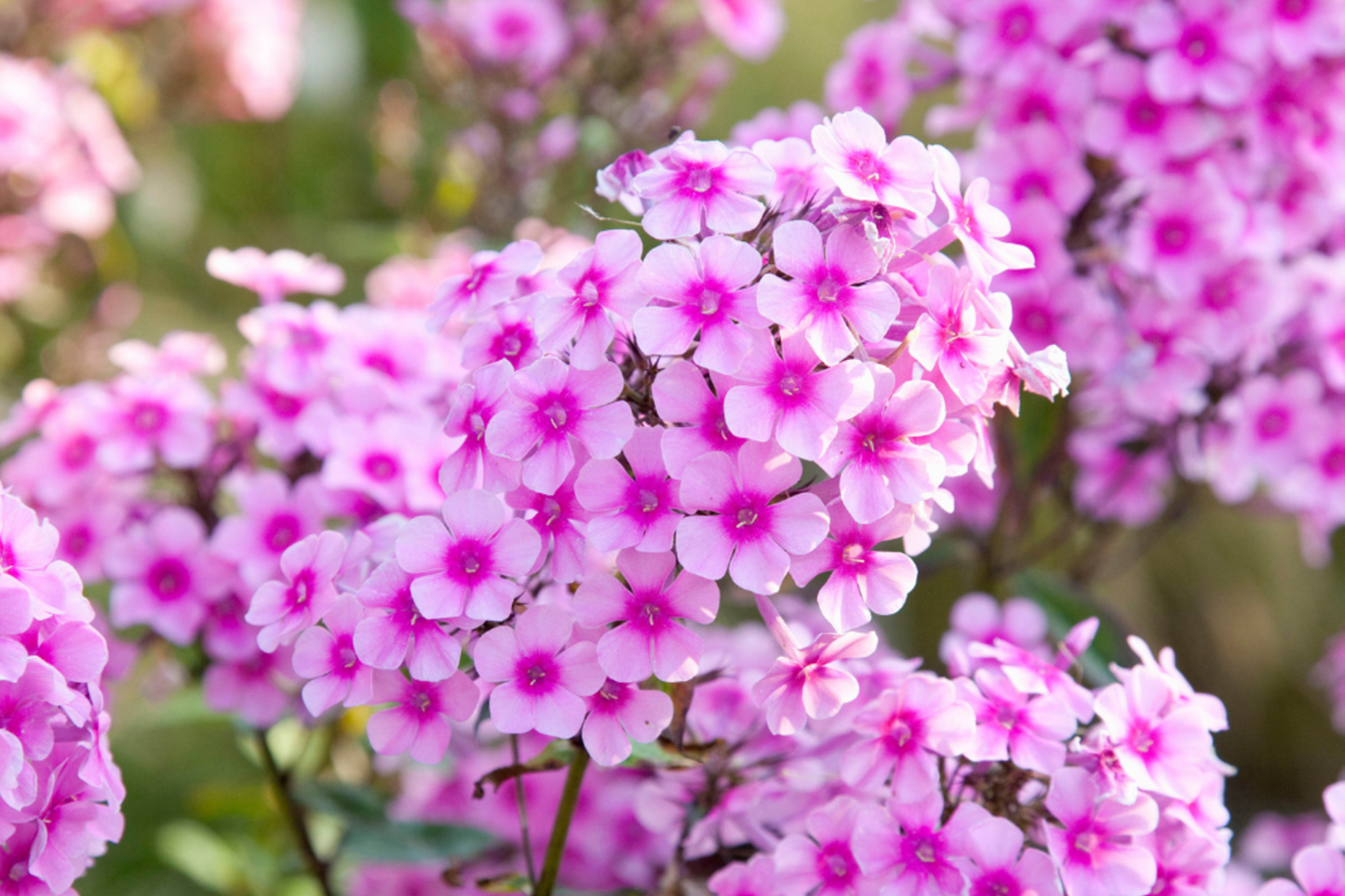 White Phlox Seeds - 125 Count - Annual Garden Flower Seeds - Phlox paniculata for Borders, Beds & Containers