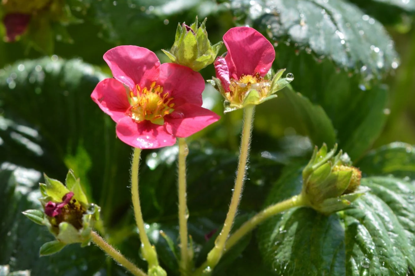 Ruby Brite Strawberry Seeds – Non-GMO Fragaria x ananassa – 150 or 350 Seeds for Organic Garden, Container Growing
