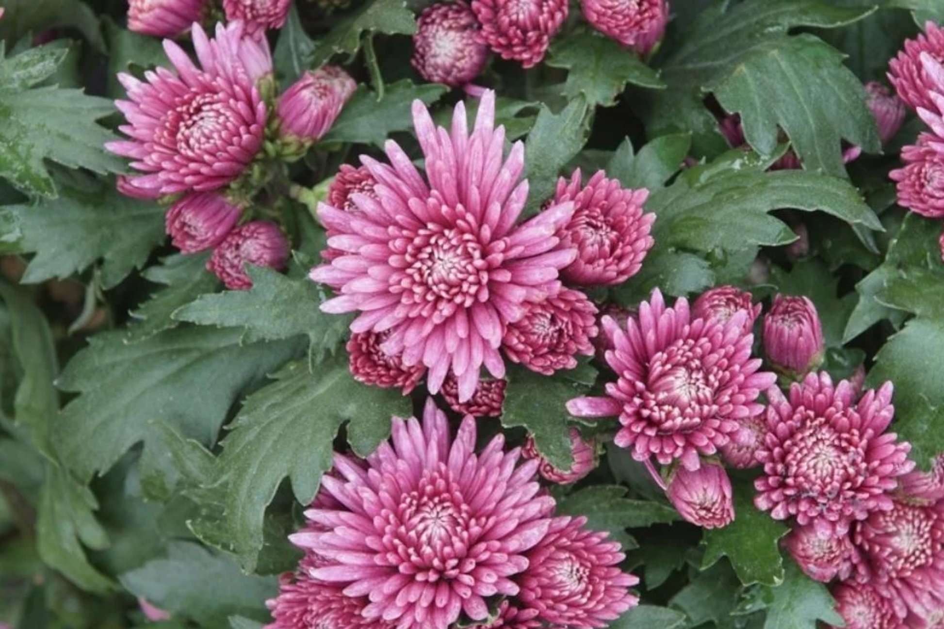 Light Pink Chrysanthemum Seeds - Over 200 Chrysanthemum morifolium for Fall Gardens & Bouquets