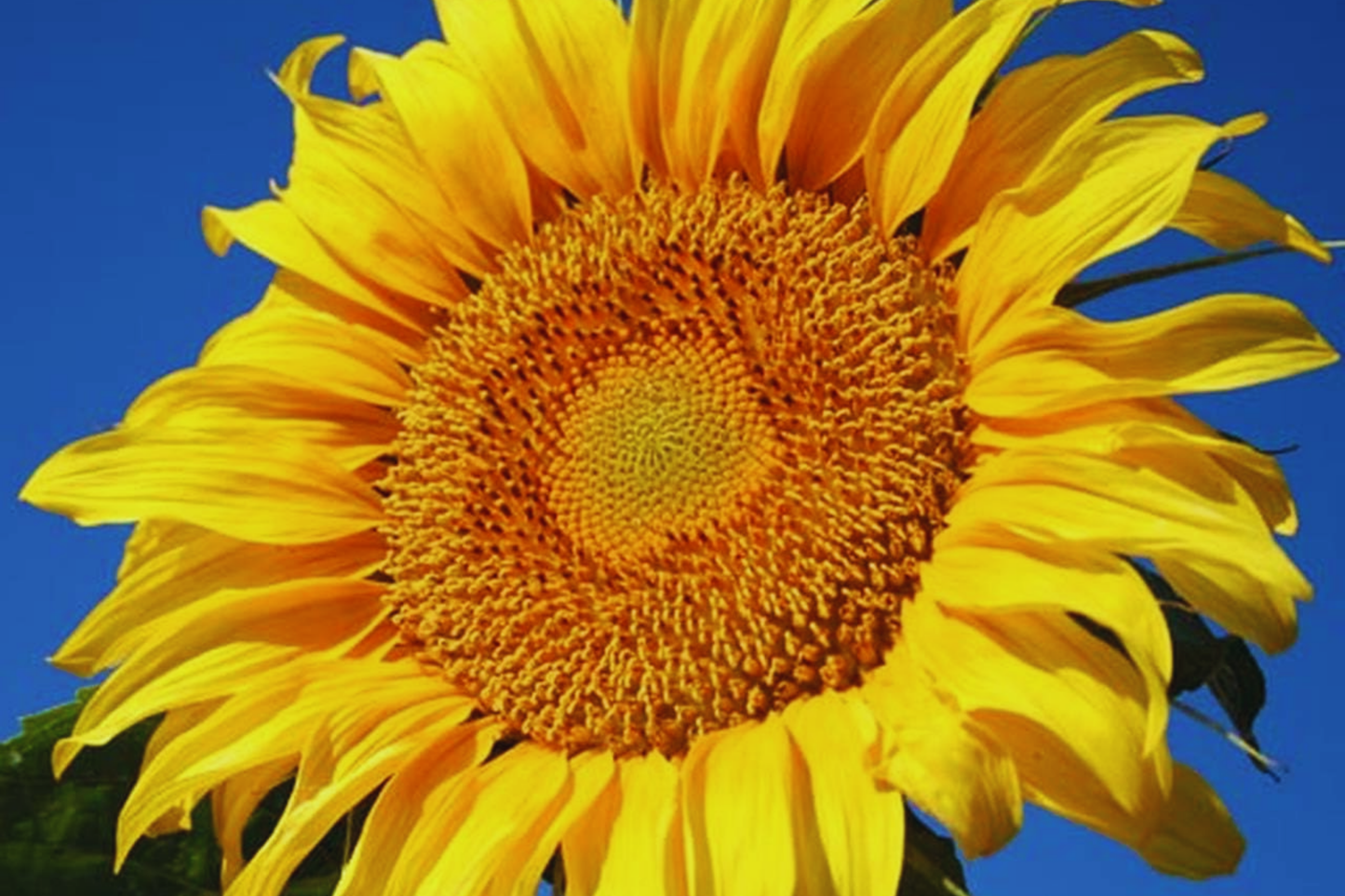 Bulk Mammoth Grey-Stripe Sunflower Seeds | Non-GMO Heirloom Garden Seeds