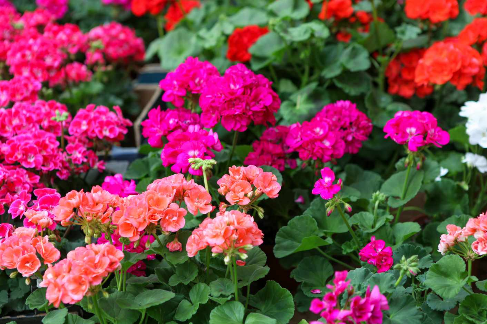 Geranium Seeds - Fireberry Fantasy Flower Seeds - Fragrant Non-GMO Pelargonium x hortorum for Gardens & Containers