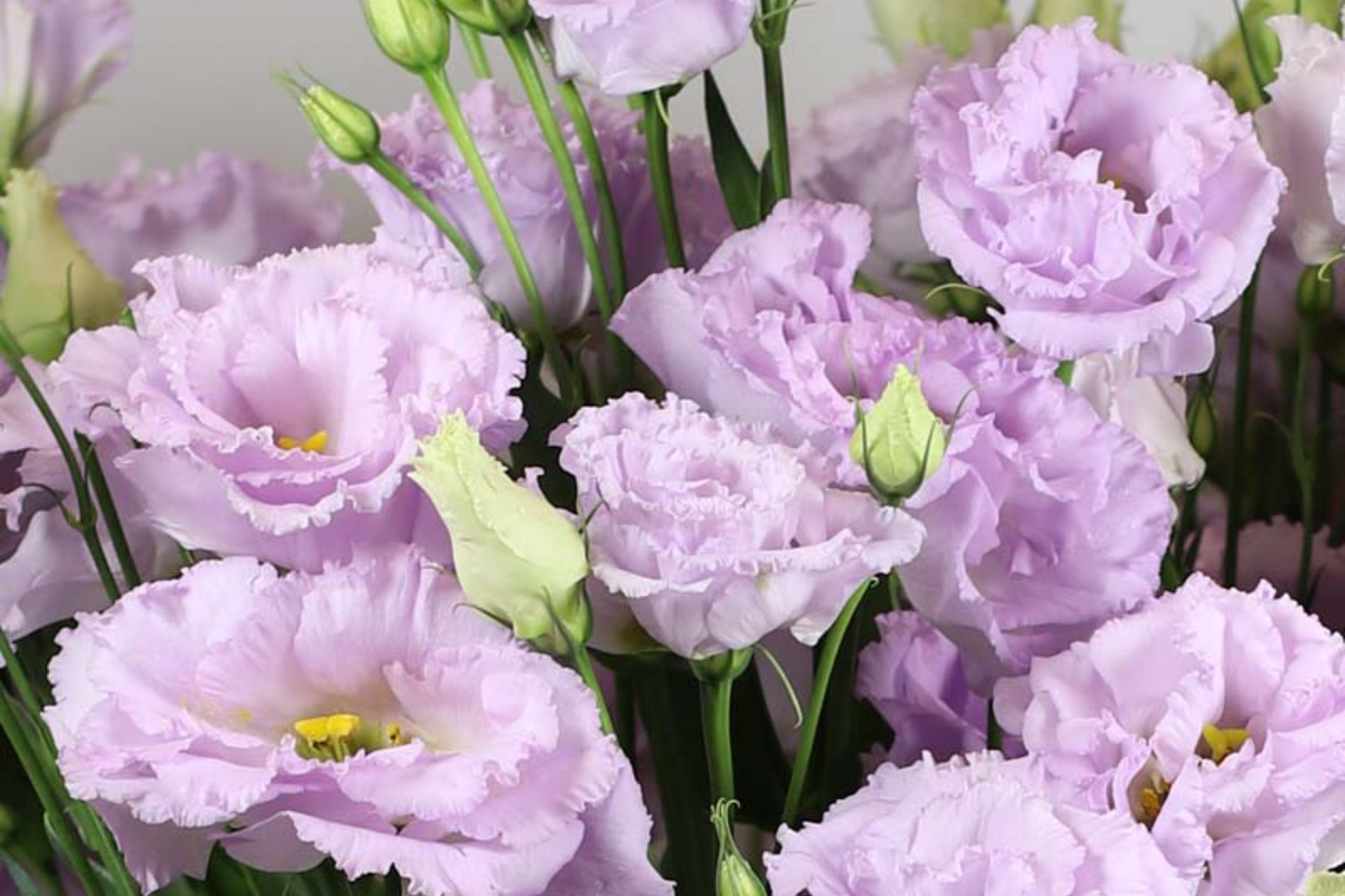 Lisianthus Seeds - Starlight Lilac - Non-GMO Heirloom Flower Seeds - Eustoma grandiflorum - 125 to 5000 Seeds