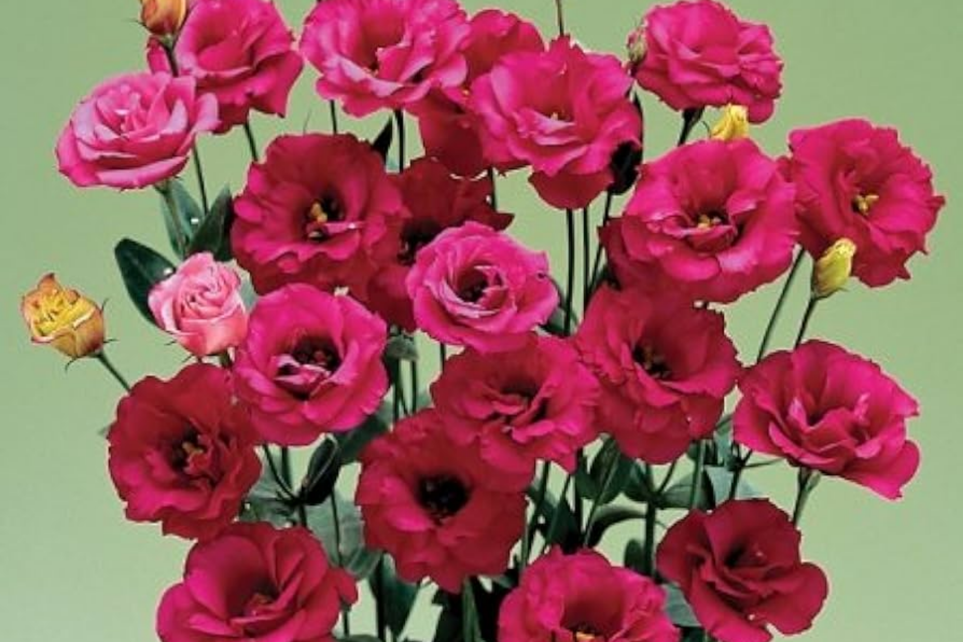 Lisianthus Seeds - Illumination Rouge - Non-GMO Heirloom Flower Seeds - Vibrant Deep Red Blooms - Eustoma grandiflorum