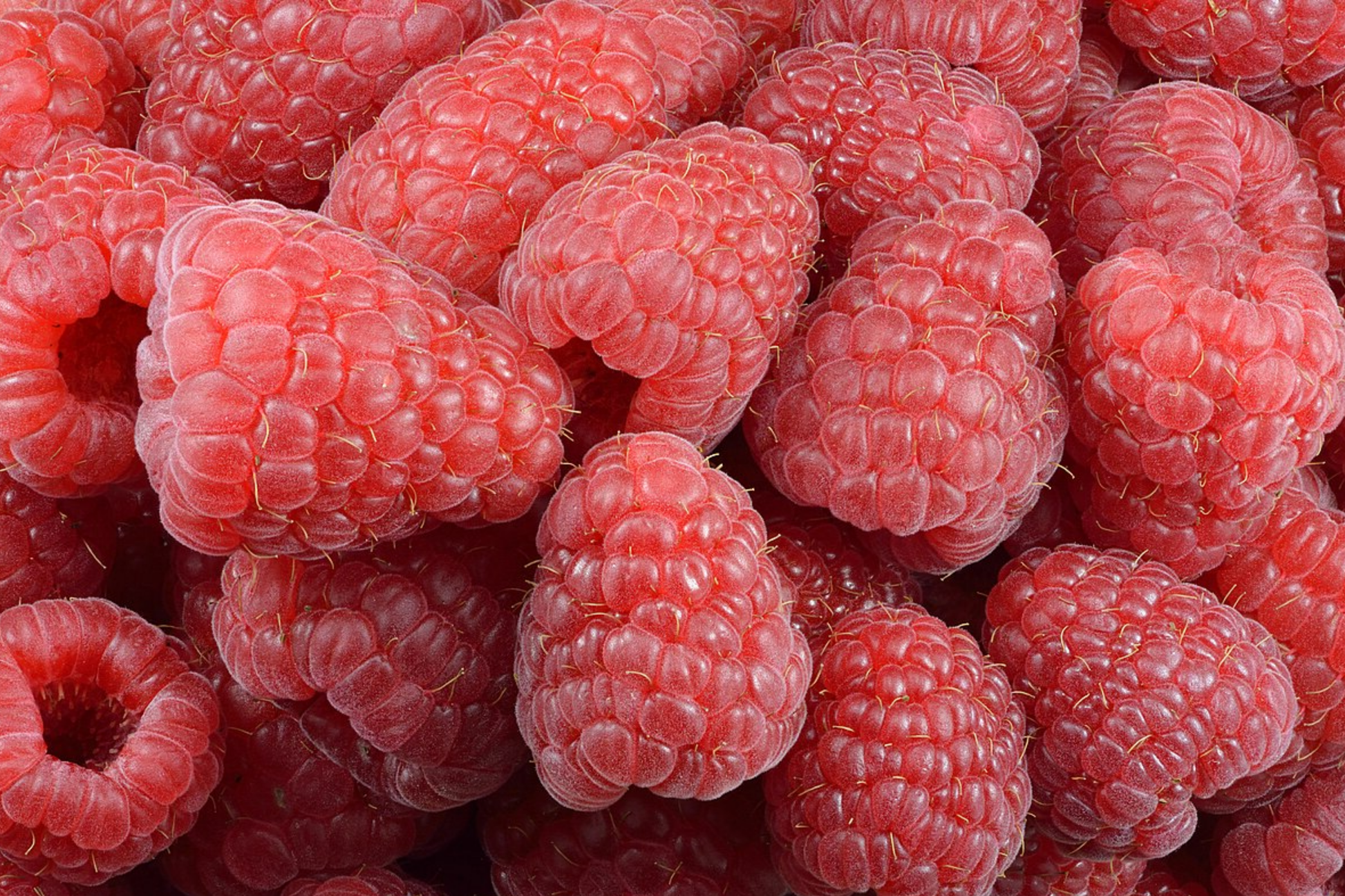 Aurora Raspberry Seeds - Non-GMO Fruit Seeds, Rubus idaeus, Bulk 125/300/750 Seeds for Home Garden, Container, Raised Bed