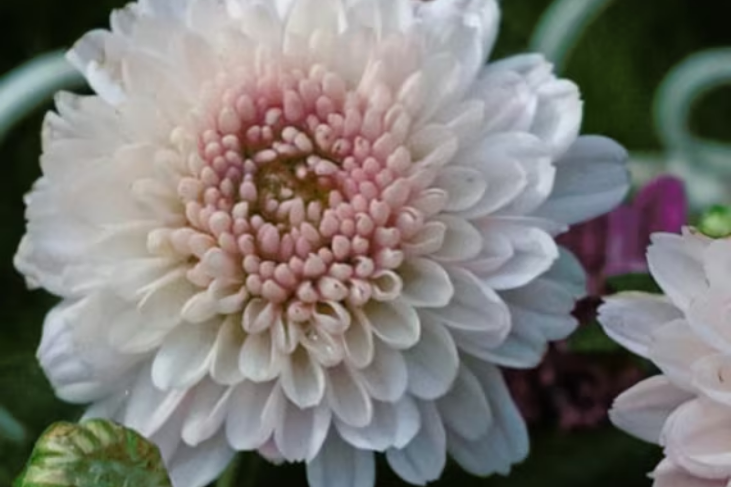 Blush Posy Mum Chrysanthemum Seeds - 200+ Annual Flower Seeds for Garden, Chrysanthemum morifolium