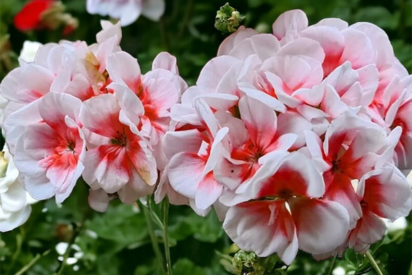 Geranium Seeds Packet - Fragrant Pelargonium spp. - Non-GMO 100 Seeds for Garden & Indoor Planting