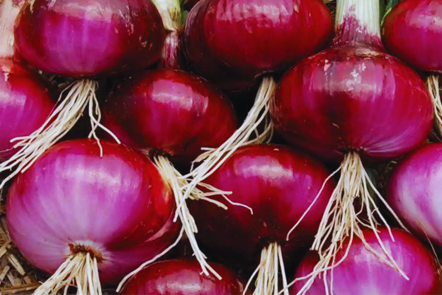 Red Burgundy Onion Seeds - 200+ Non-GMO Allium cepa Seeds for Home Garden