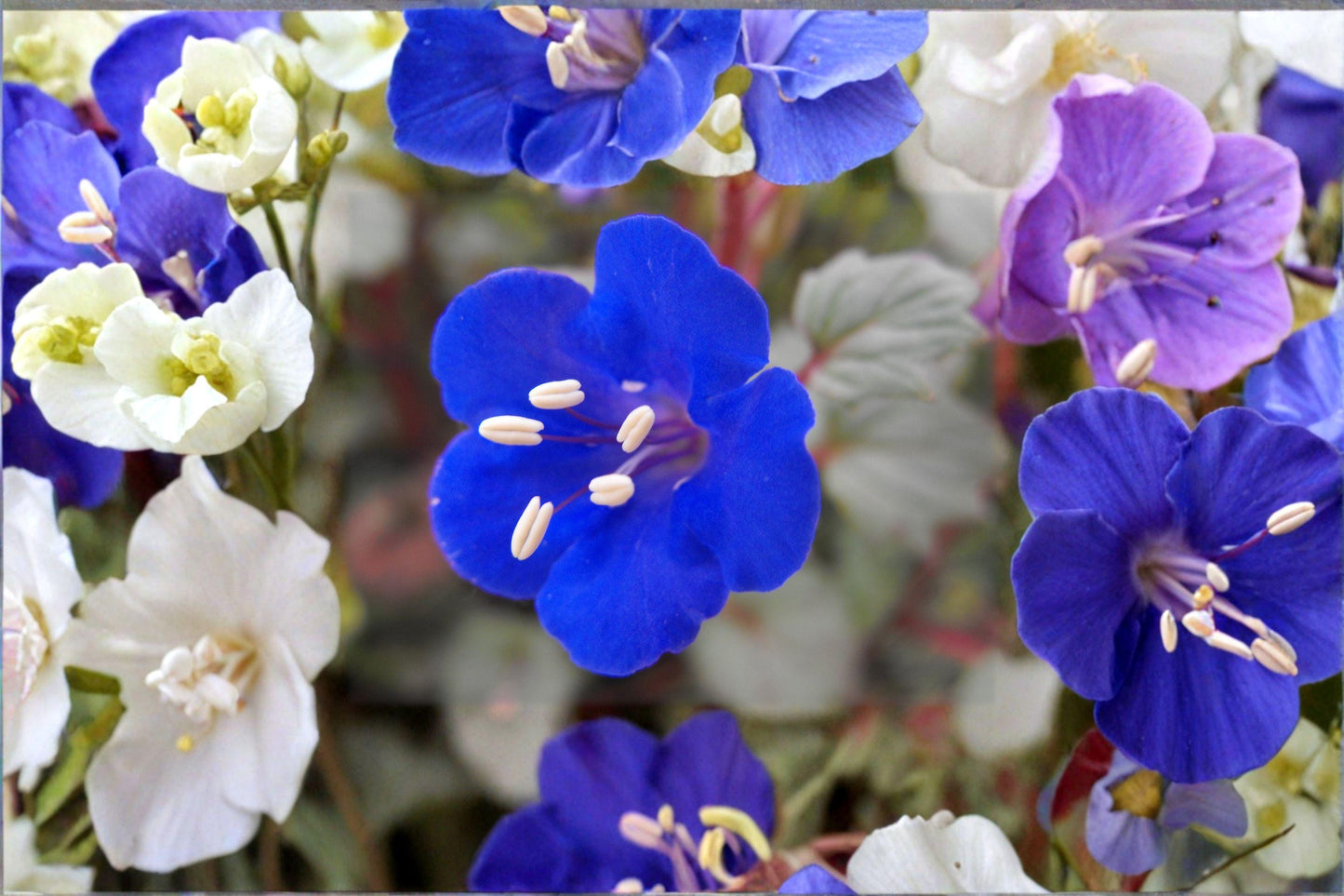 California Bluebells Seeds – Phacelia campanularia – Native Wildflower for Pollinators, Desert Gardens, Full Sun, 100 Seeds