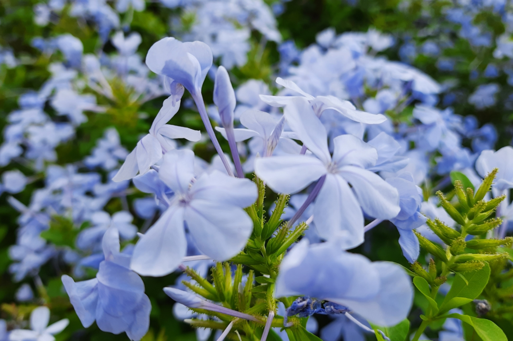 Phlox Seeds - Blue Moon Variety - Annual Garden Flower Seeds for Borders & Containers - Phlox paniculata