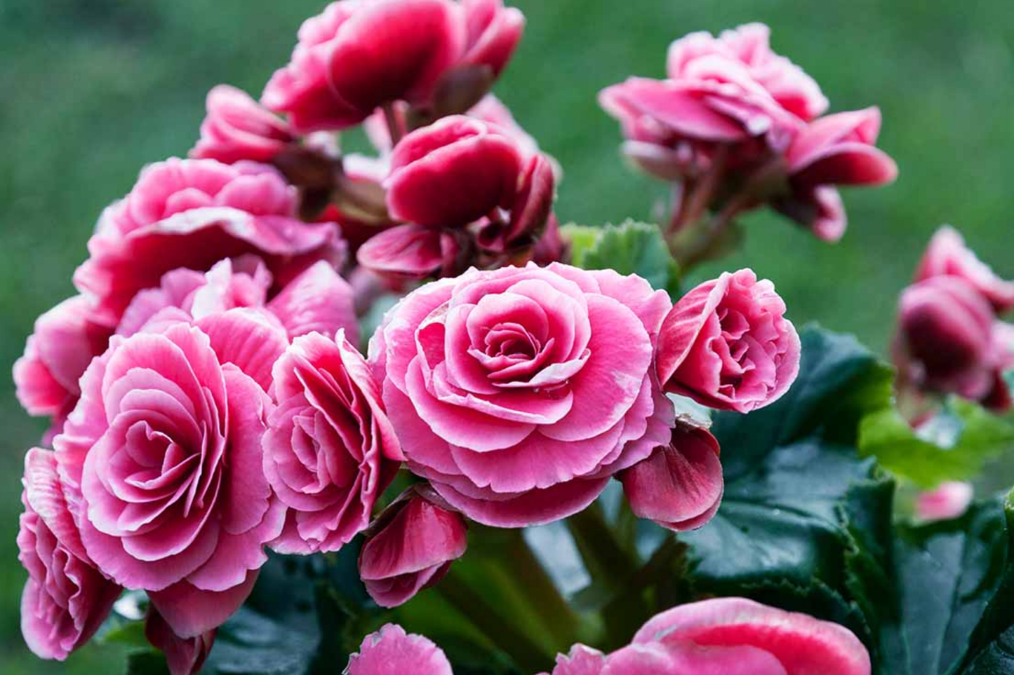 Pink Charm Begonia Seeds - 45/125 Flower Seeds for Pink Blooming Plants - Begonia x tuberhybrida Seed Pack