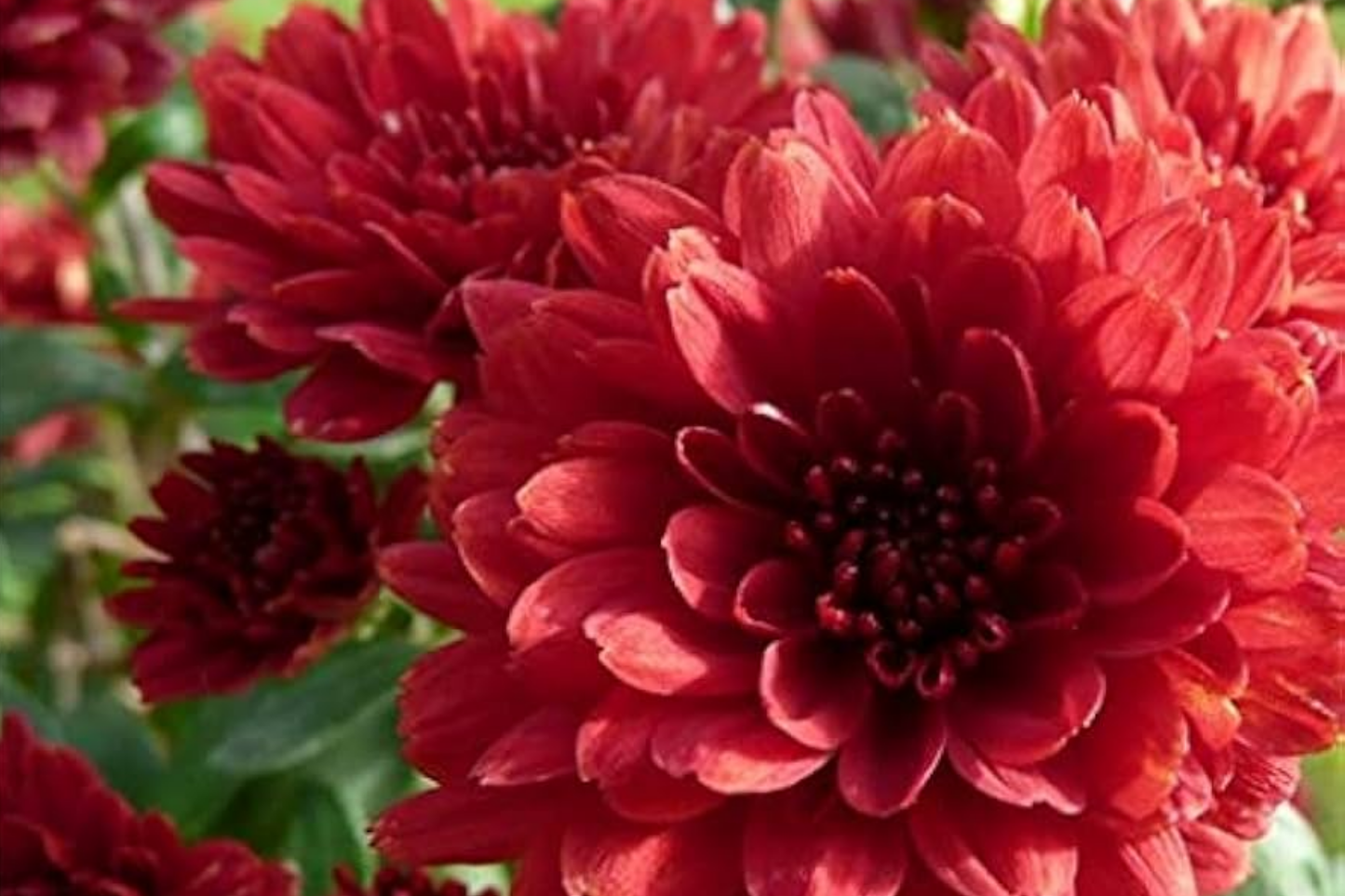 Magic Cranberry Mum Seeds - Chrysanthemum morifolium - 200+ Colorful Fall Flower Seeds for Garden & Pollinator Attracting