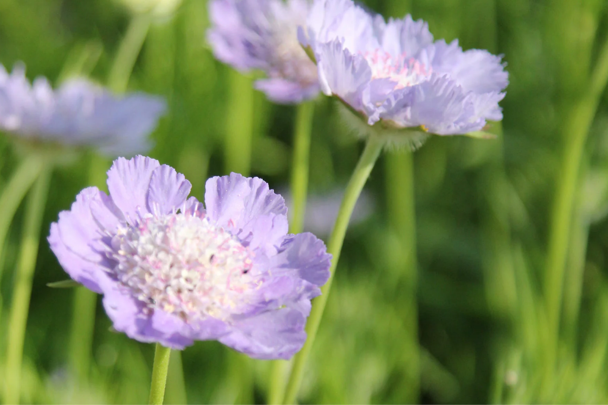 Blush Scabiosa Seeds | 75+ Annual Flower Seeds | Pink Blooms for Garden & Cut Flowers | Scabiosa atropurpurea