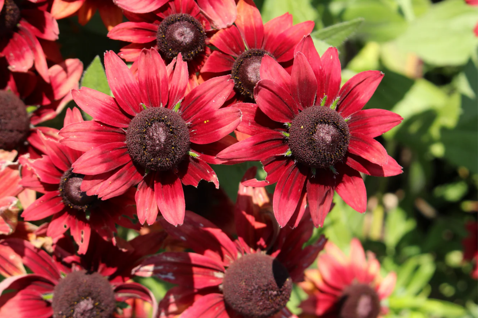 Cherry Brandy Rudbeckia Seeds - 125+ Annual Flower Seeds for Garden, Rudbeckia hirta, Vibrant Red and Yellow Blooms