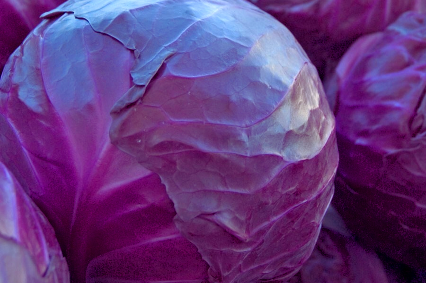 Red Cabbage Seeds - 400+ Non-GMO Brassica oleracea Seeds | USA Free Shipping