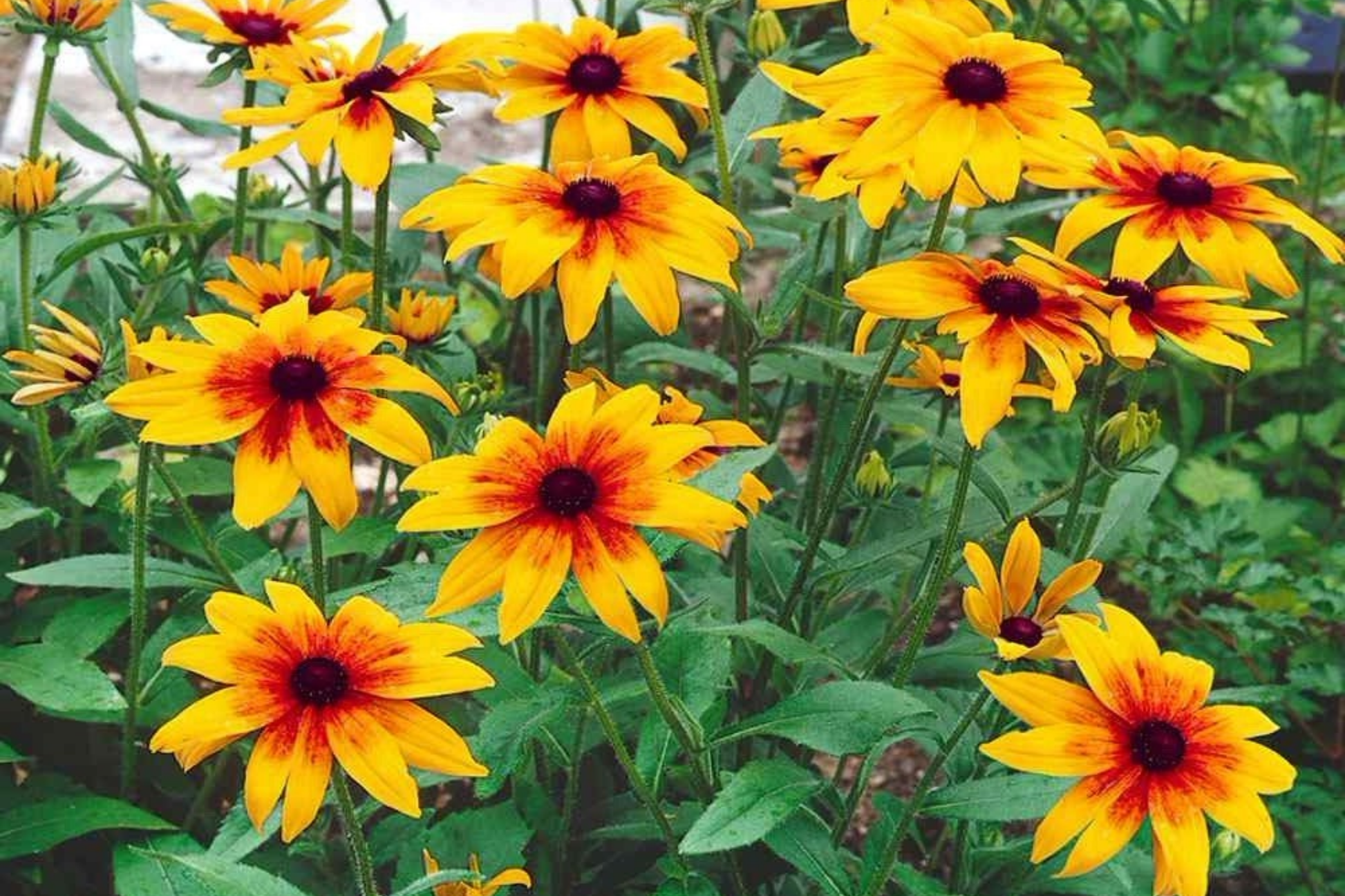 Cherokee Blush Rudbeckia Seeds - 125+ Annual Flower Seeds for Garden, Pink and Yellow Blooms, Rudbeckia hirta, Easy to Grow