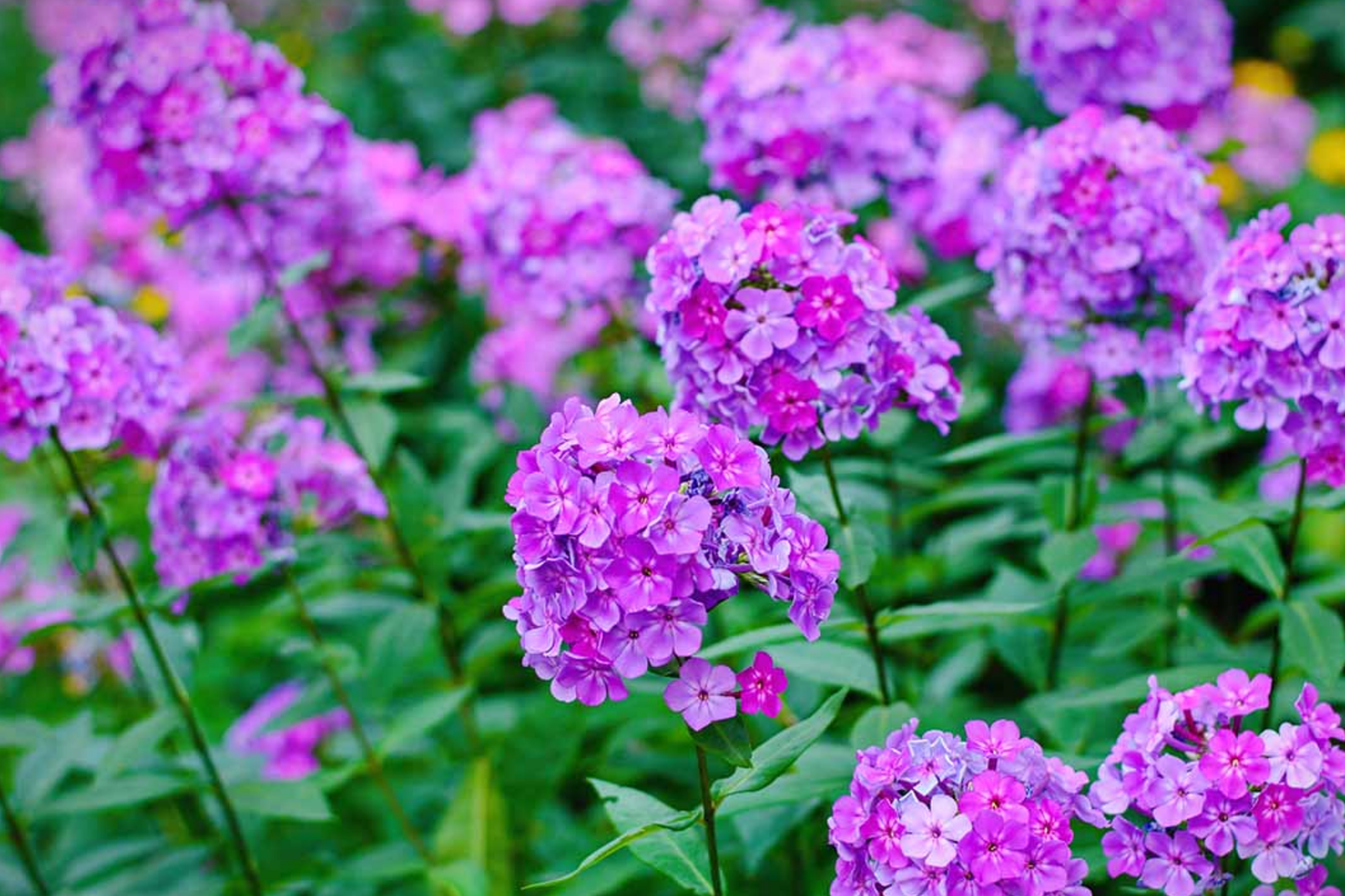Fuchsia Phlox Seeds - 125 Pack, Annual Garden Flower Seeds, Phlox paniculata for Borders & Containers