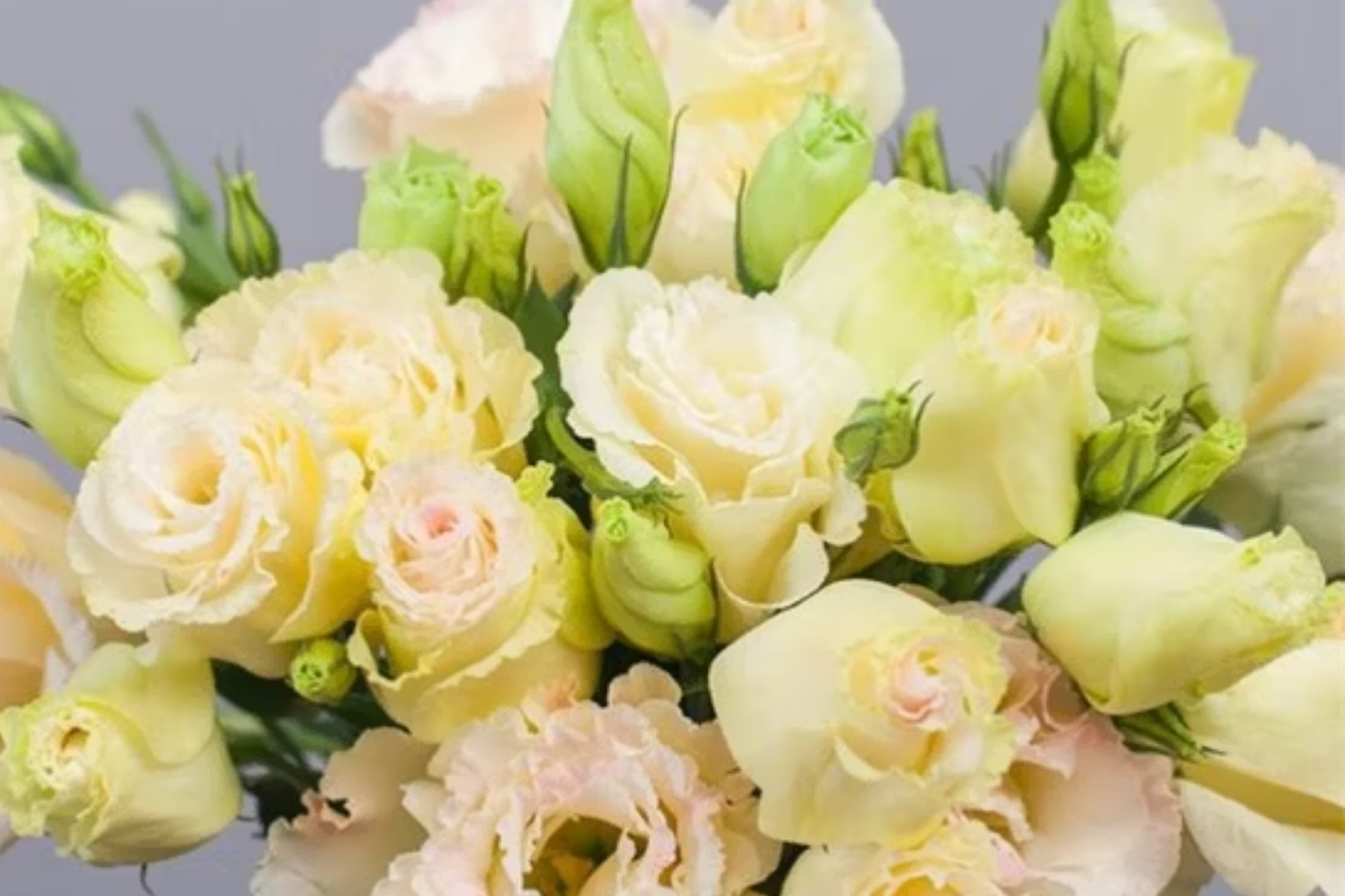 Aegis Jade Lisianthus Seeds - Non-GMO Heirloom Garden Flower Seeds for Cut Flowers & Pollinator Attraction