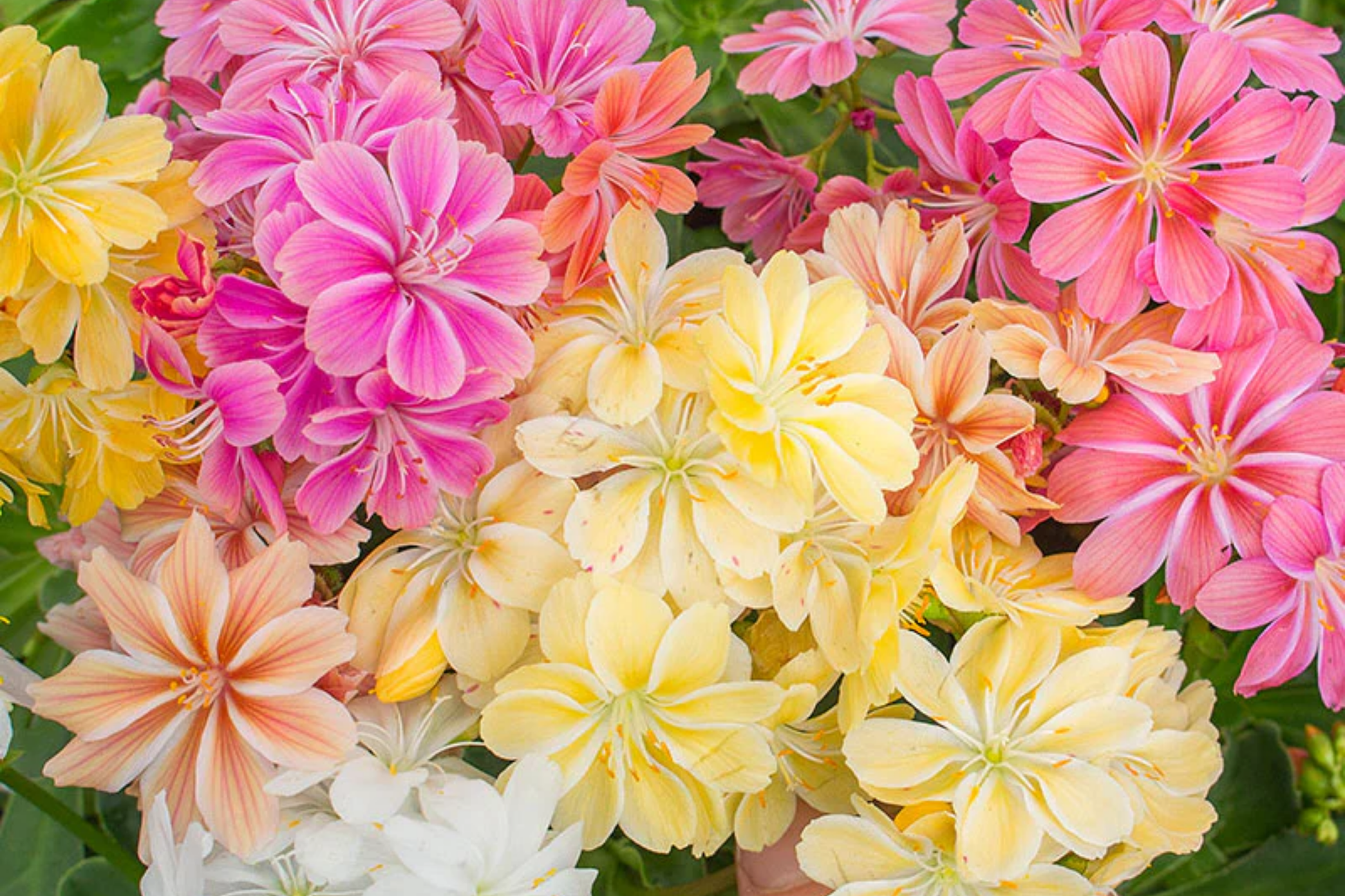 Champagne Taffy Lewisia Seeds - Non-GMO Flower Seeds for Rock Gardens & Containers - Lewisia cotyledon