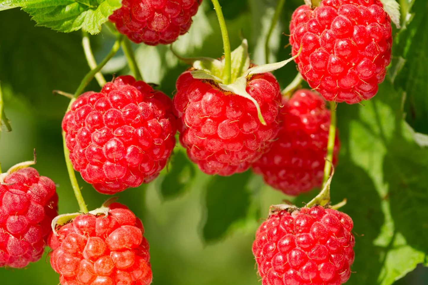 Sweetheart Raspberry Seeds – Non-GMO Rubus idaeus Fruit Seeds in 125/300/750 Count for Home Gardening