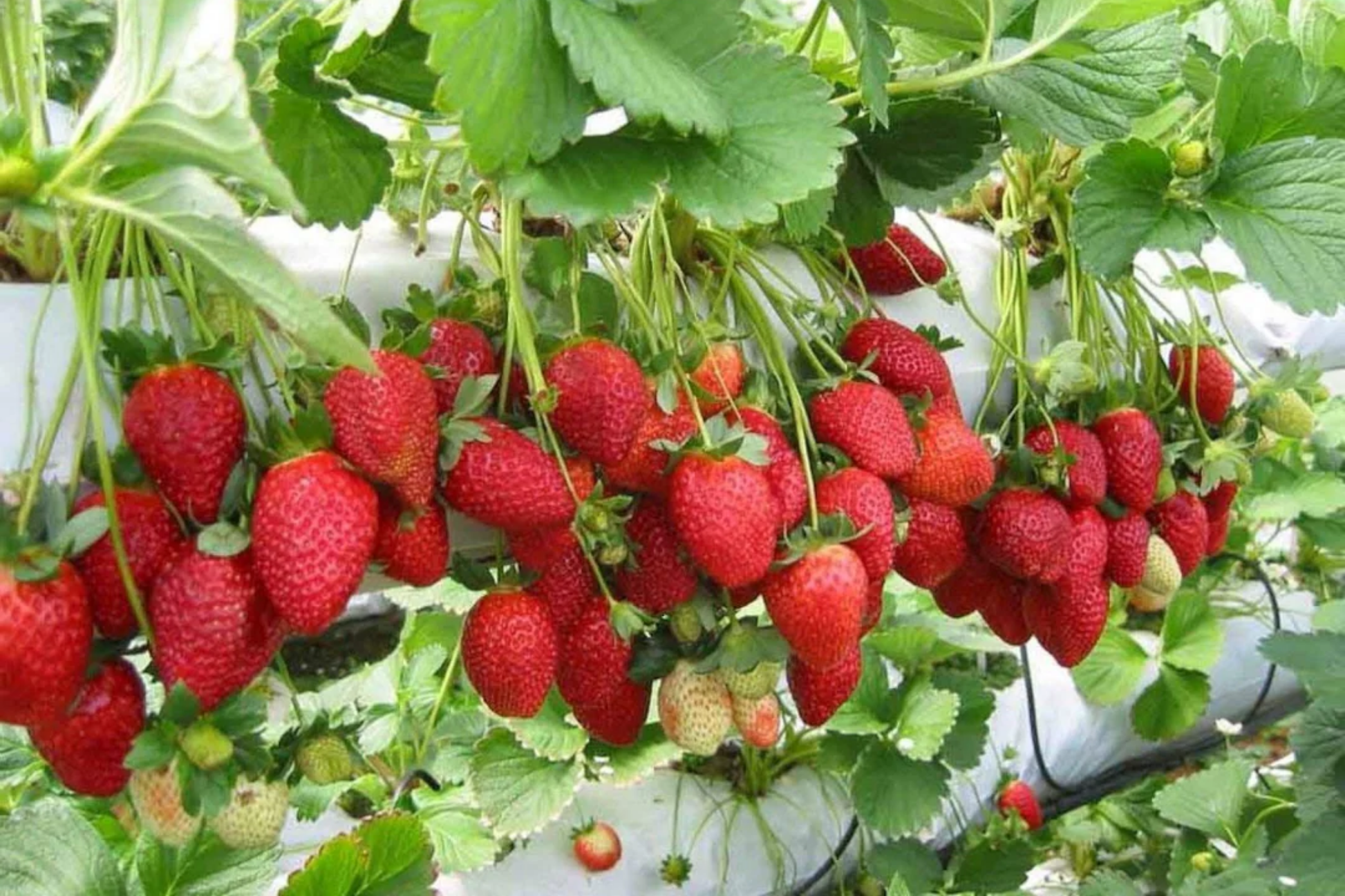 Sweet Glow Strawberry Seeds - Non-GMO Fragaria x ananassa Seeds for Home Garden, Containers, Raised Beds
