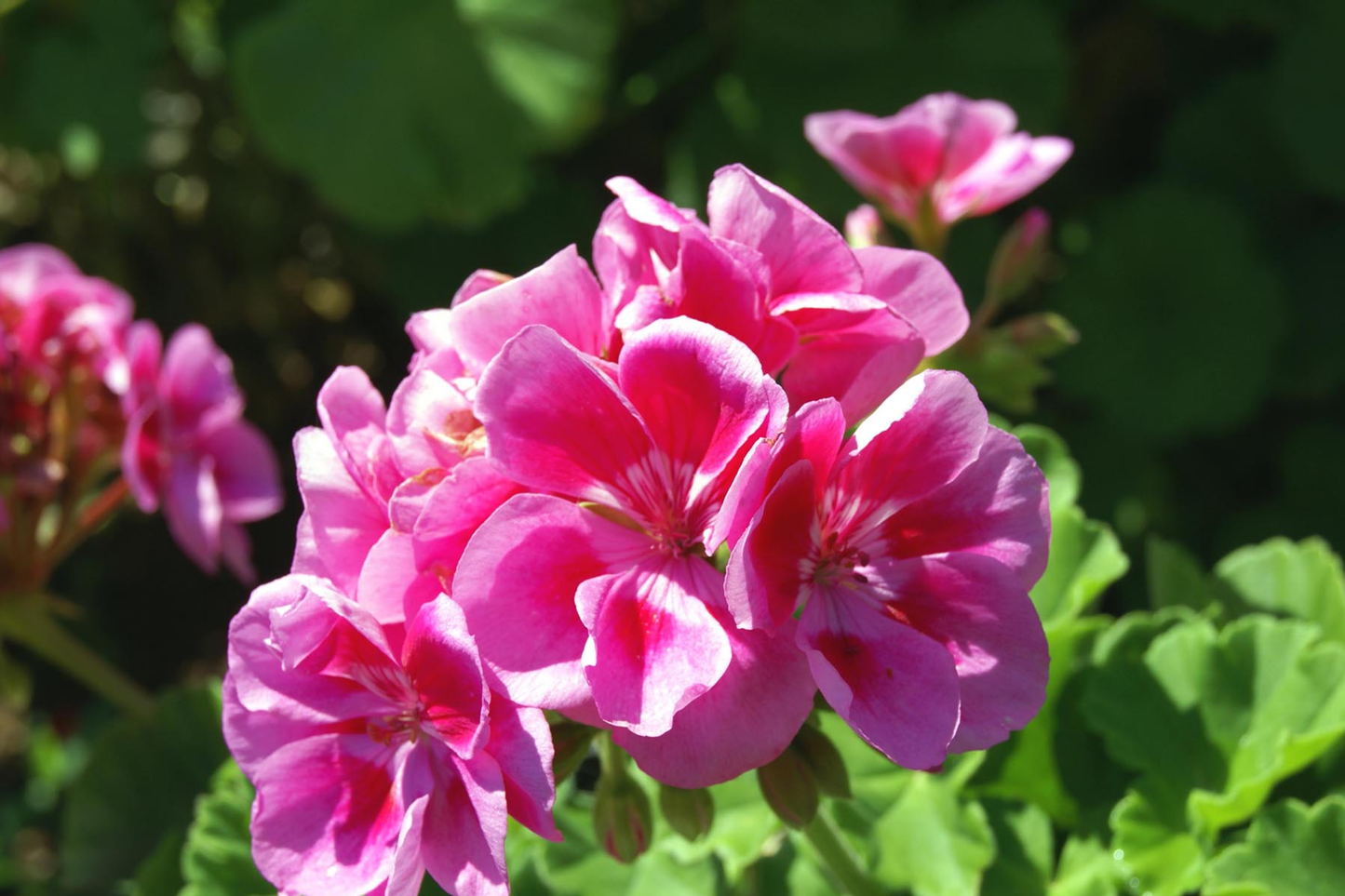 Geranium Seeds - 100+ Frosted Rose Pink Flower Seeds - Fragrant Pelargonium hortorum Non-GMO Seed Packet
