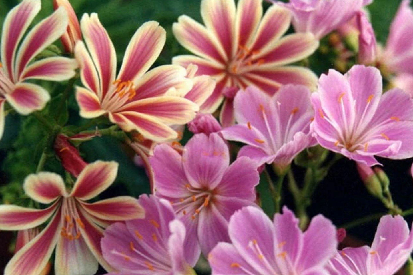 Chantilly Lewisia Seeds - Non-GMO Flower Seeds for Gardens, Lewisia cotyledon, 35 or 100 Pack