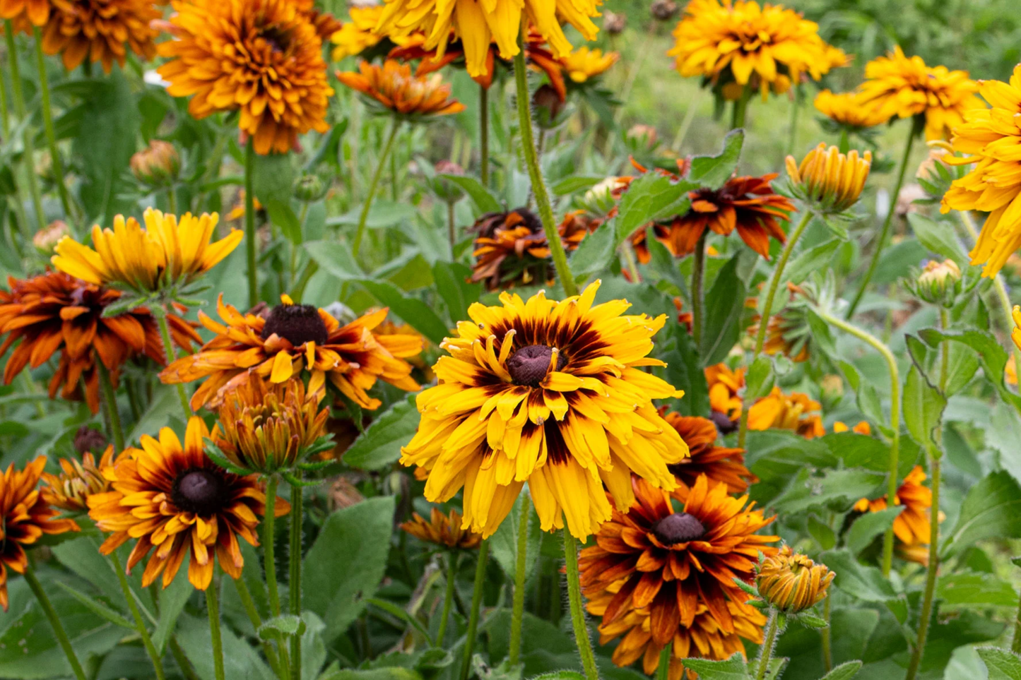 Cherokee Salmon Rudbeckia Seeds - 125+ Annual Flower Seeds for Garden, Rudbeckia hirta, Vibrant Salmon-Pink Blooms