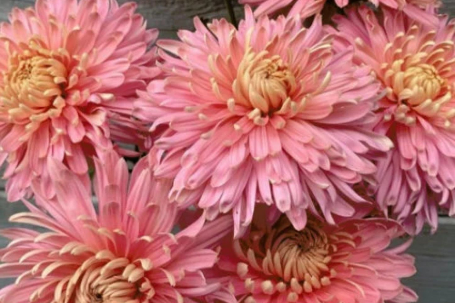 Blush Pink Mum Seeds - Chrysanthemum morifolium - Annual Flower Seeds for Gardens & Containers