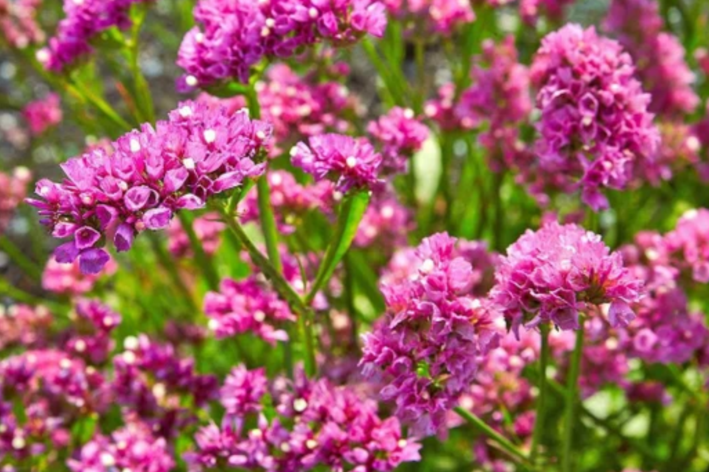 Statice Seeds - Passion Pink Flower Seeds - Non-GMO Limonium sinuatum for Garden, Cut Flowers & Dried Bouquets
