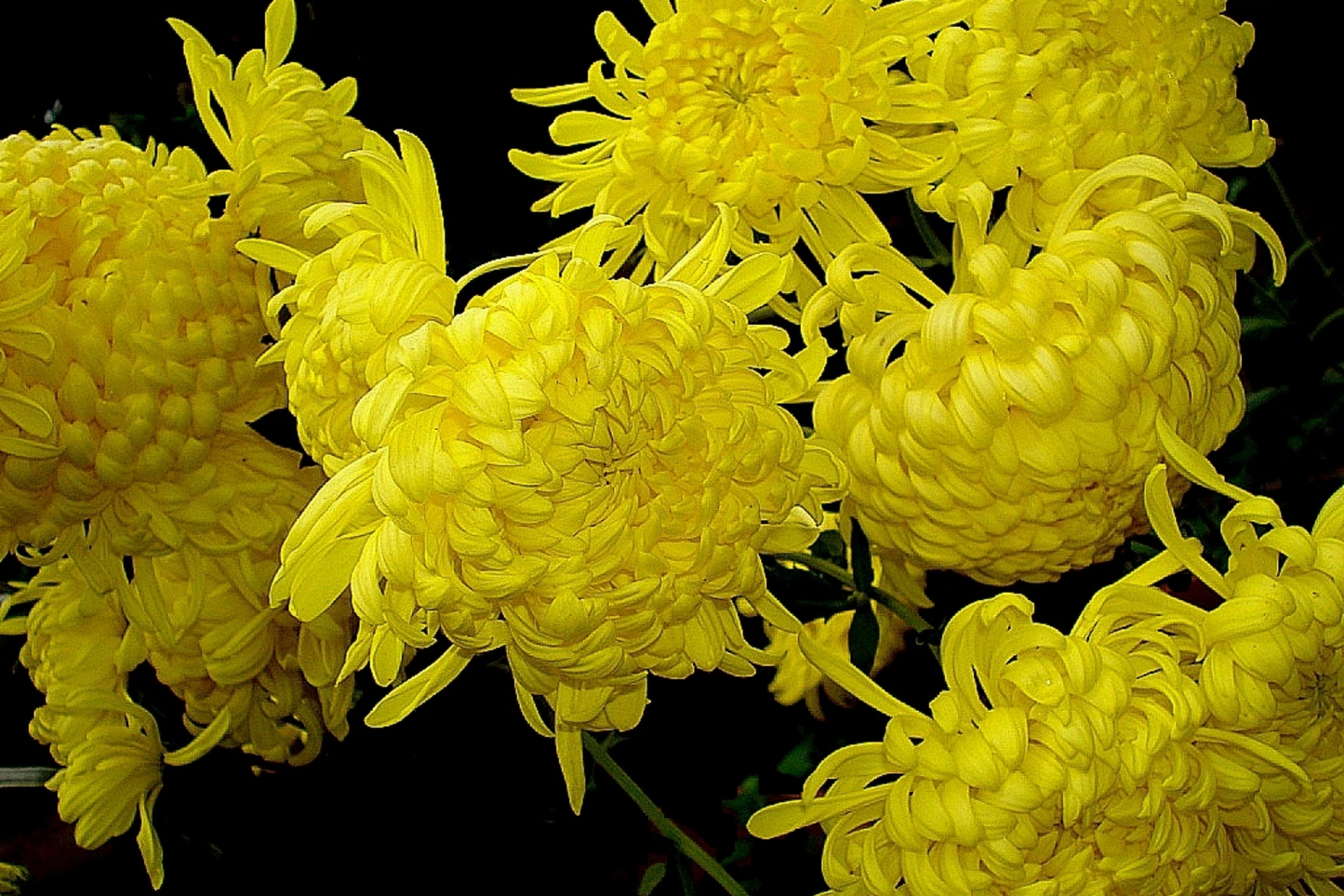 Chrysanthemum Seeds - Silken Majesty Mum - 200+ Flower Seeds for Gardens - Vibrant Blooms - Chrysanthemum morifolium